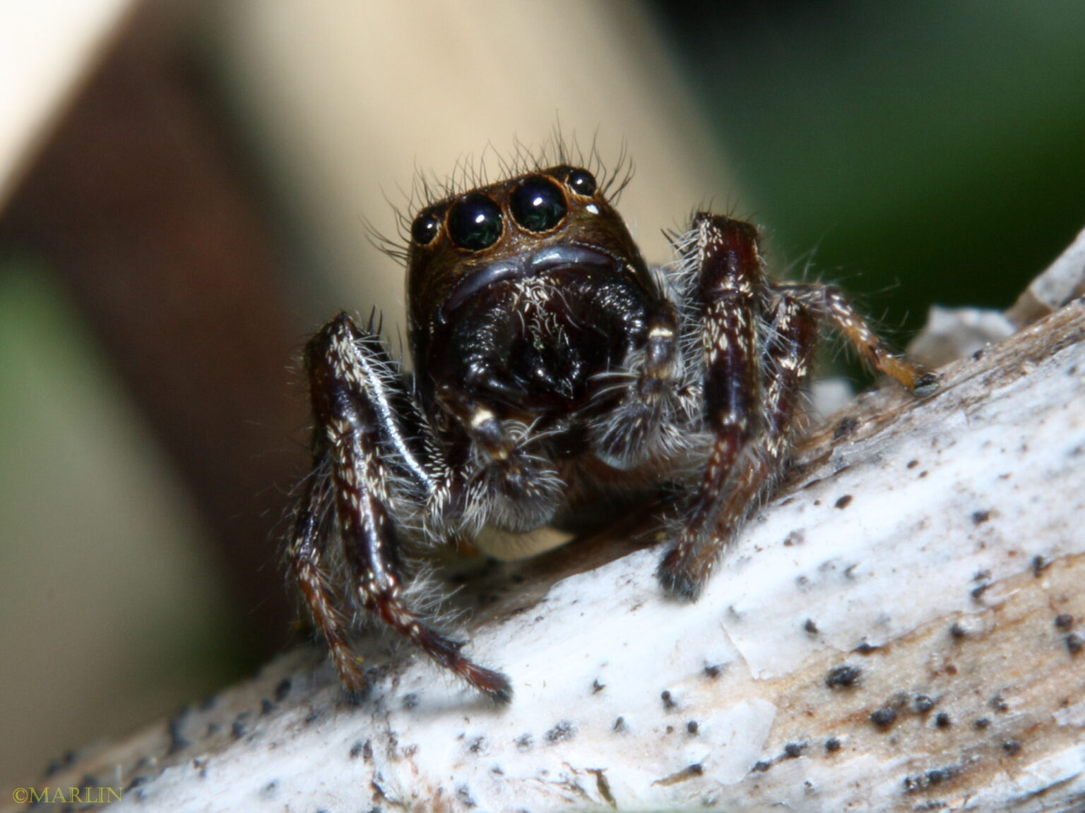 Bronze Jumping Spider North American Insects & Spiders