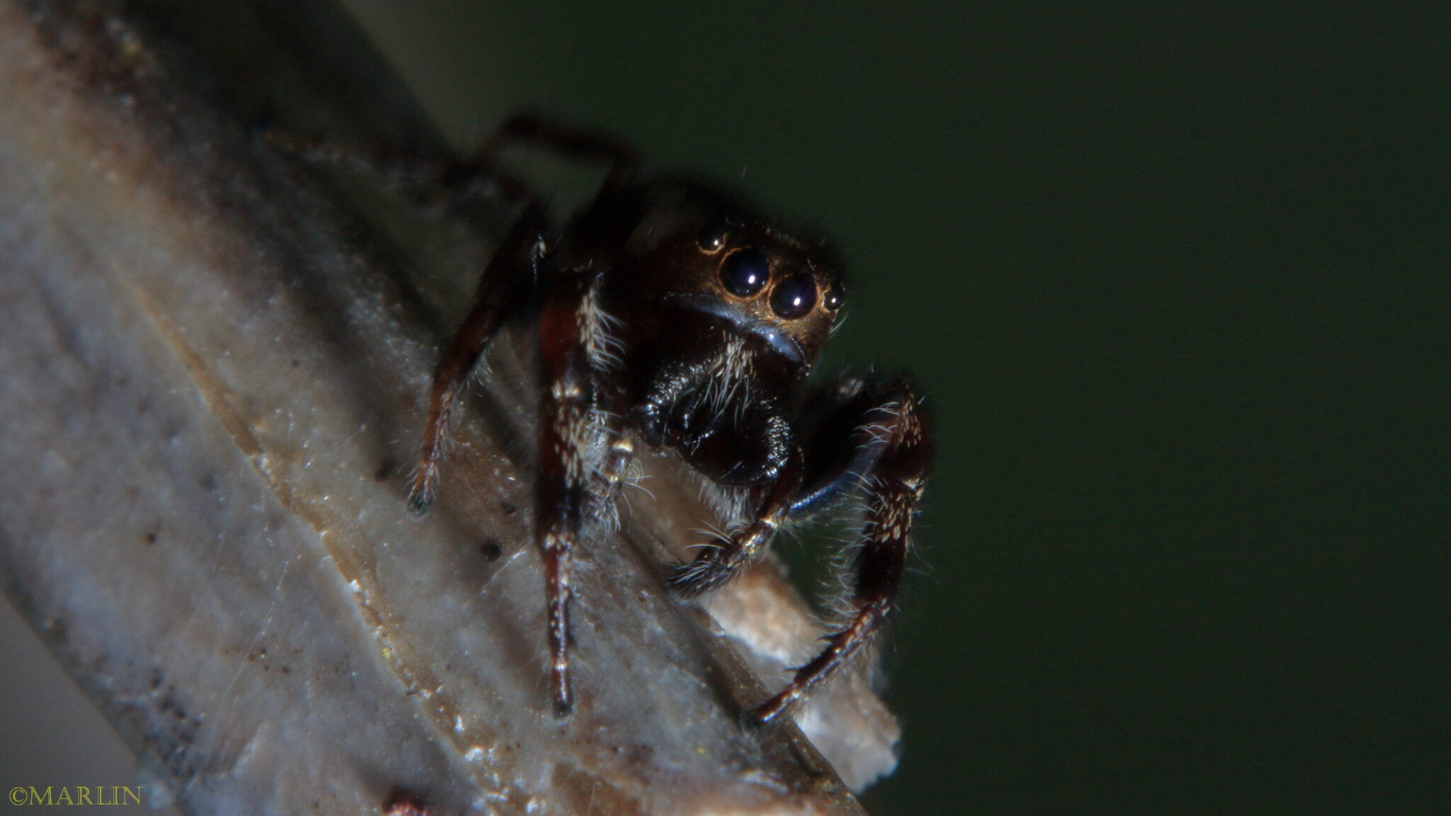 Bronze Jumping Spider North American Insects & Spiders