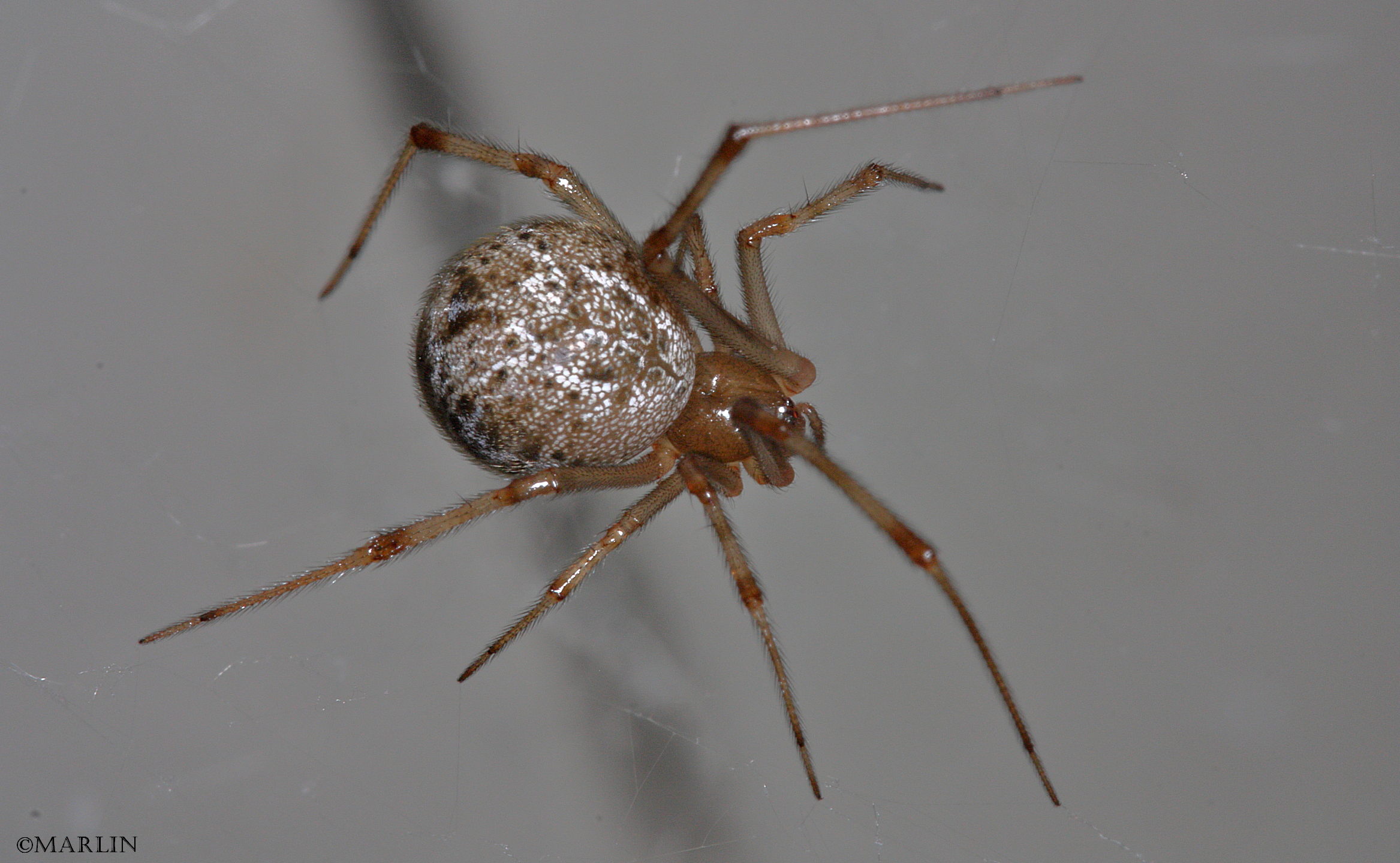 Female house spider