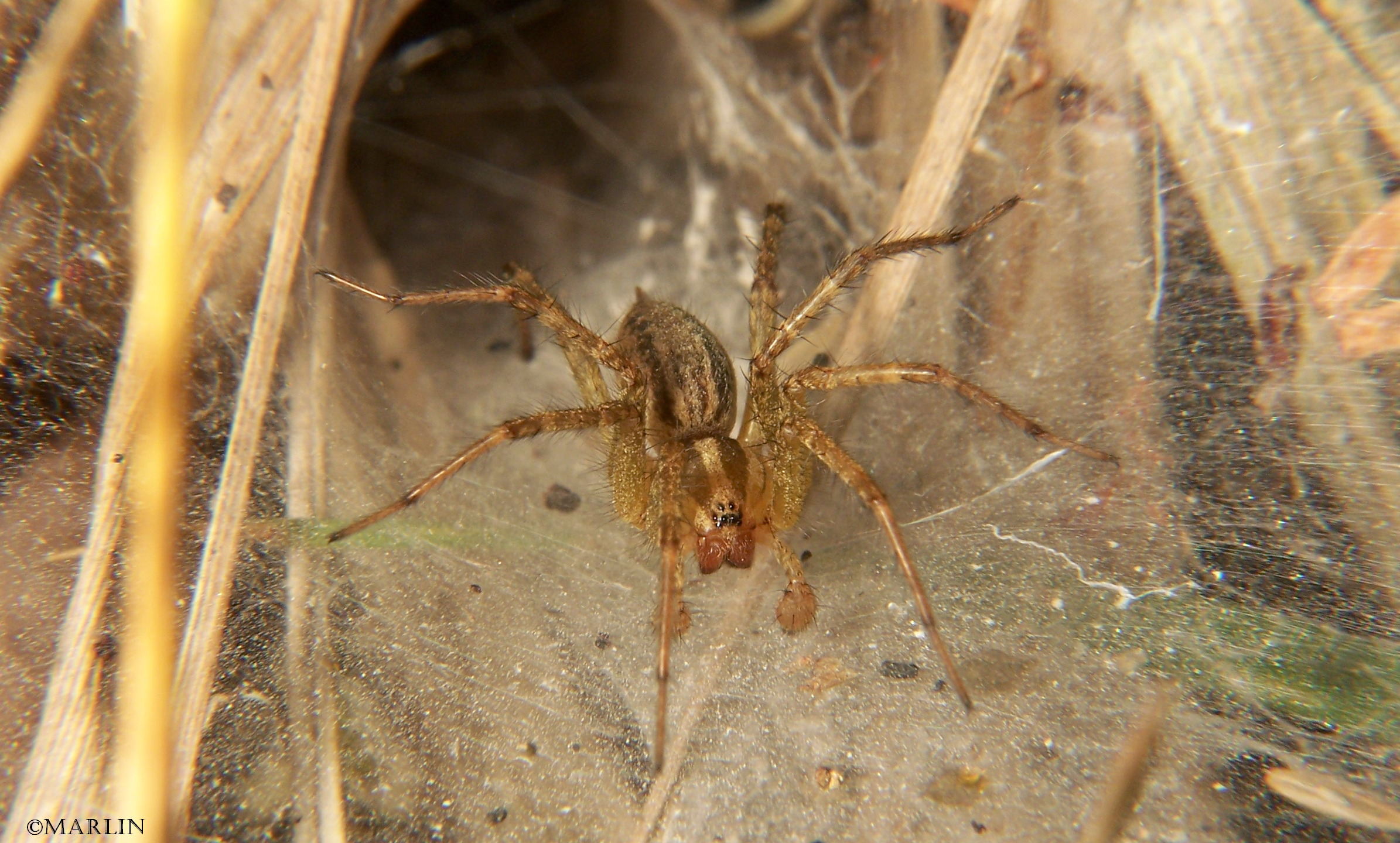 Why funnel-web spiders are so dangerous to people