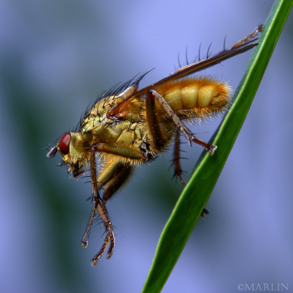 Golden Dung Fly - North American Insects & Spiders