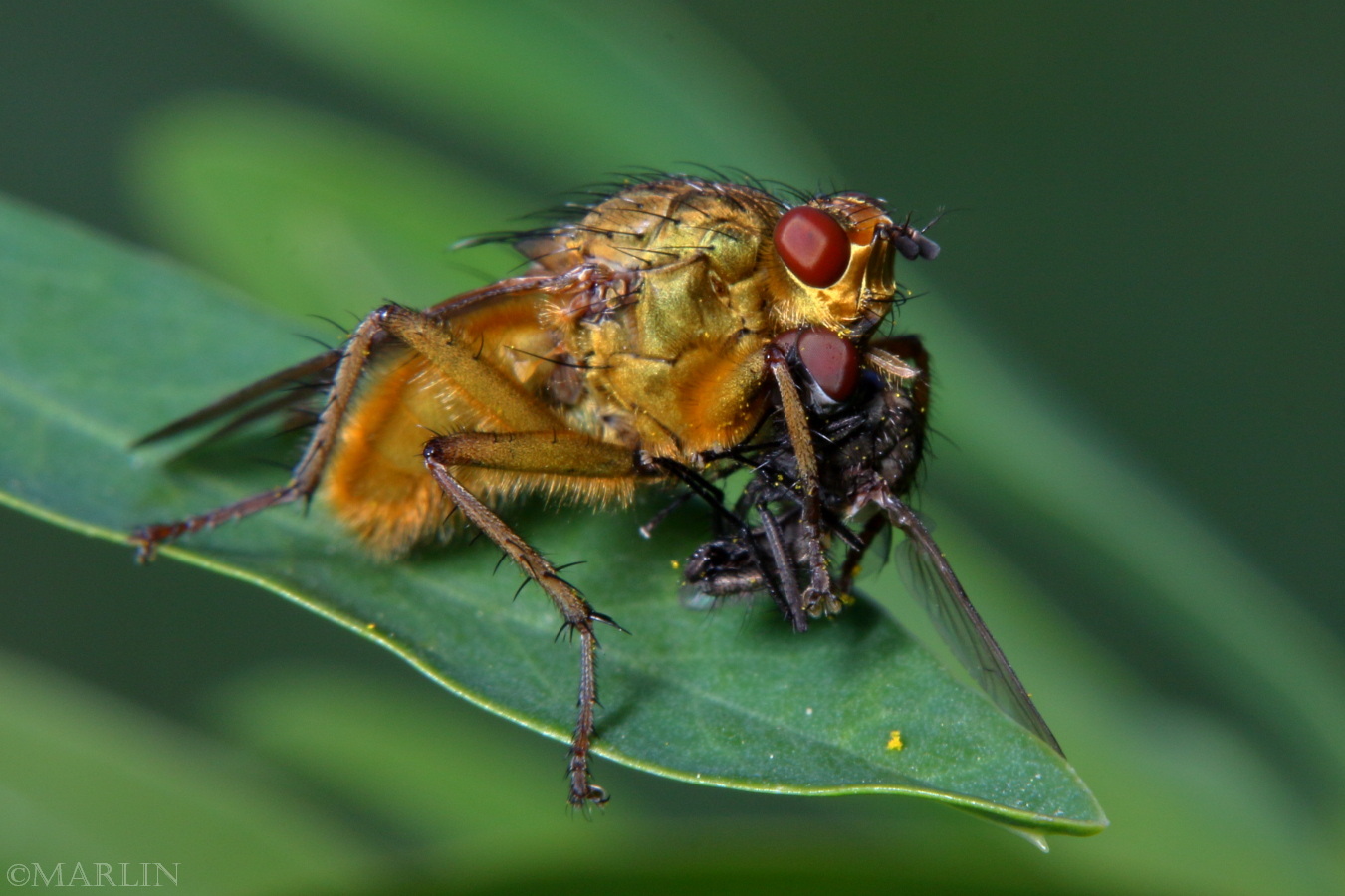 Golden Dung Fly with prey