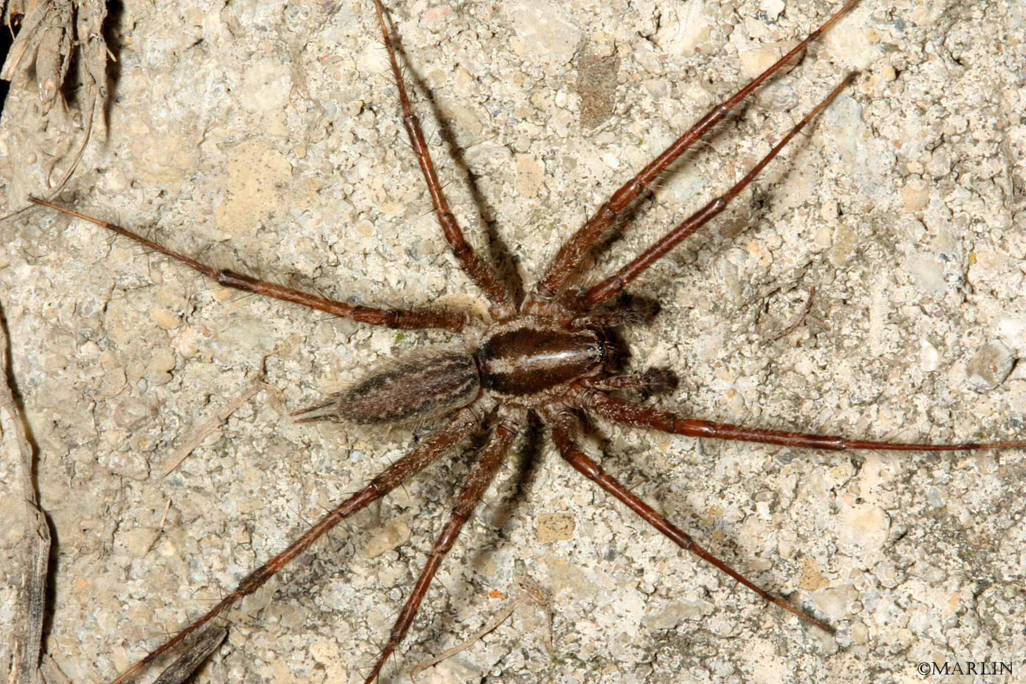 Funnel Weaver Spiders North American Insects & Spiders