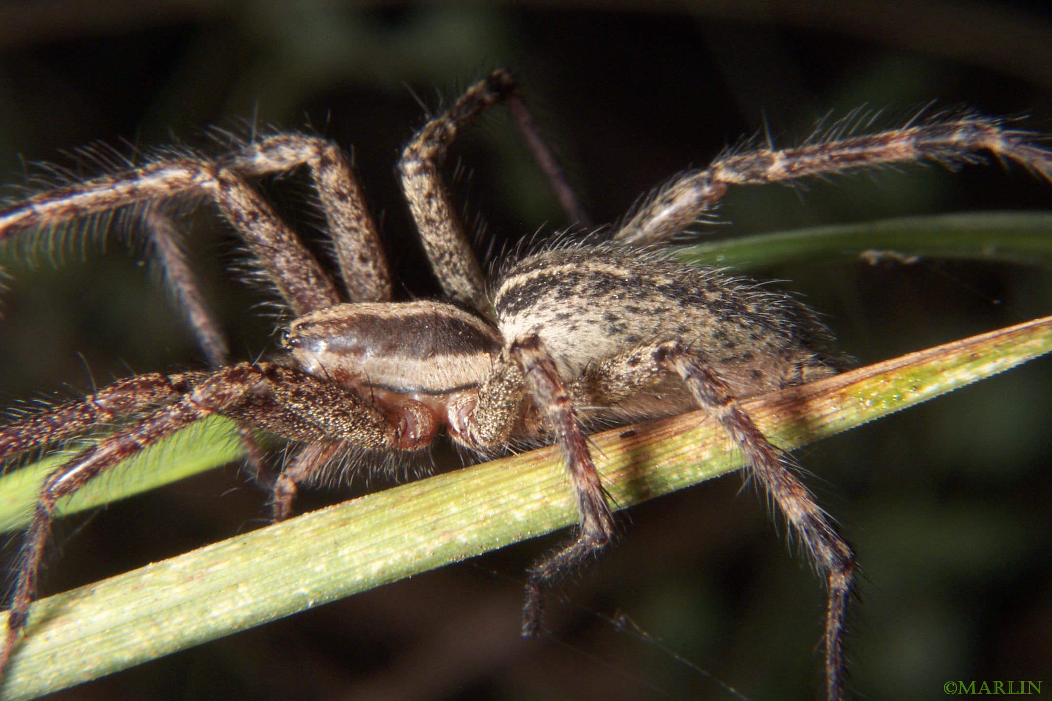 Funnel Weaver Spider - Agelenopsis species