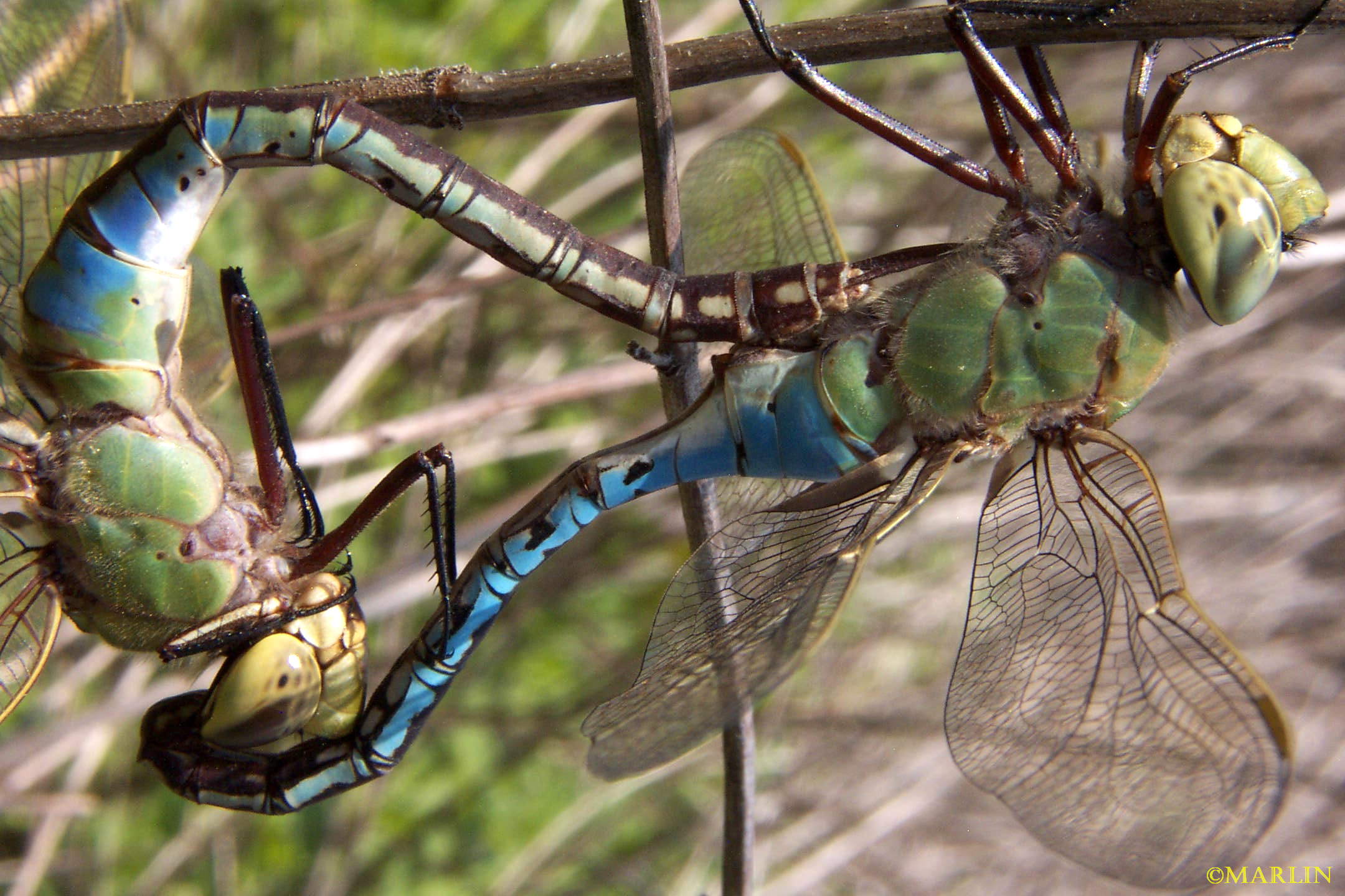 Green darner dragonfly mating wheel