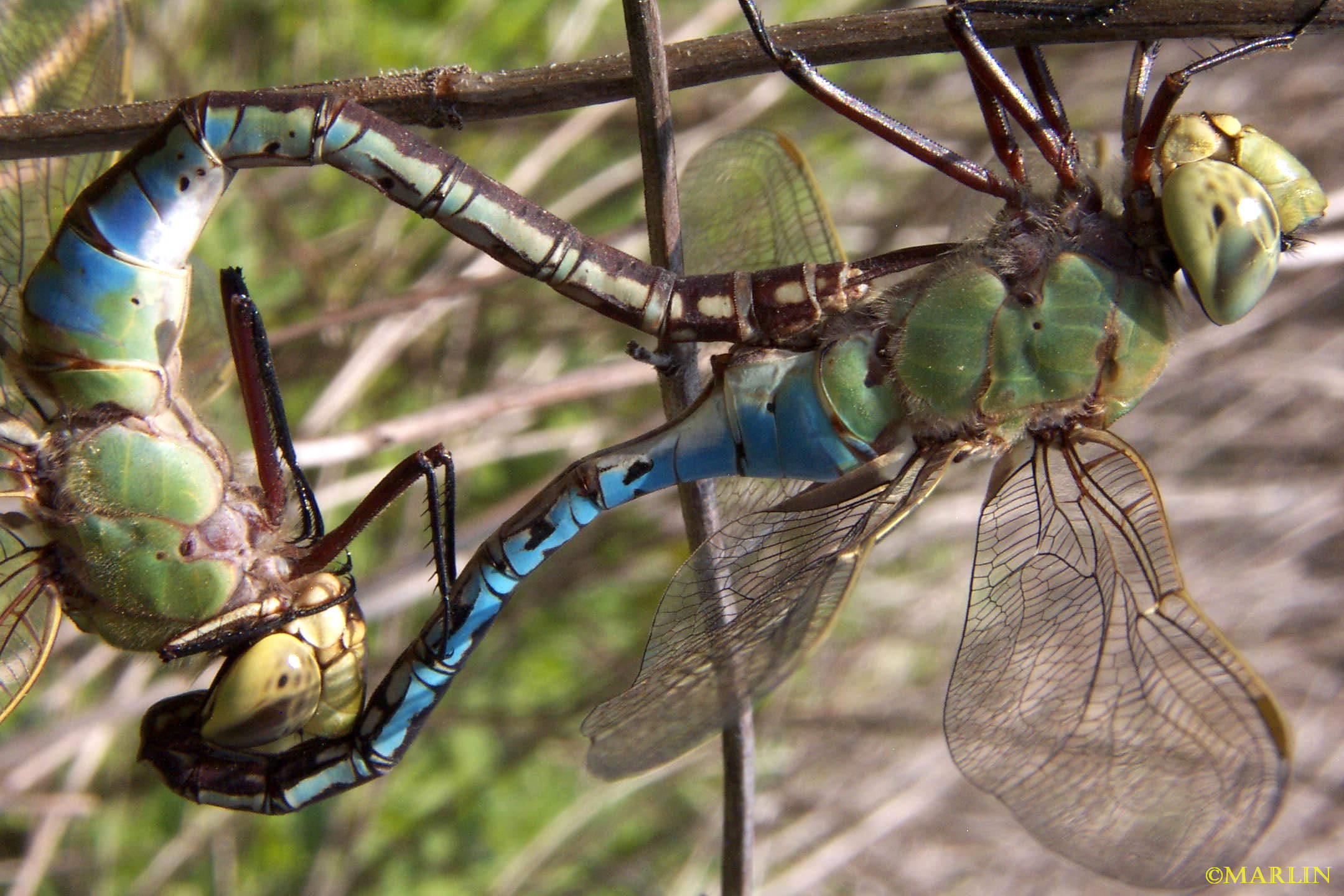 giant dragonfly extinct