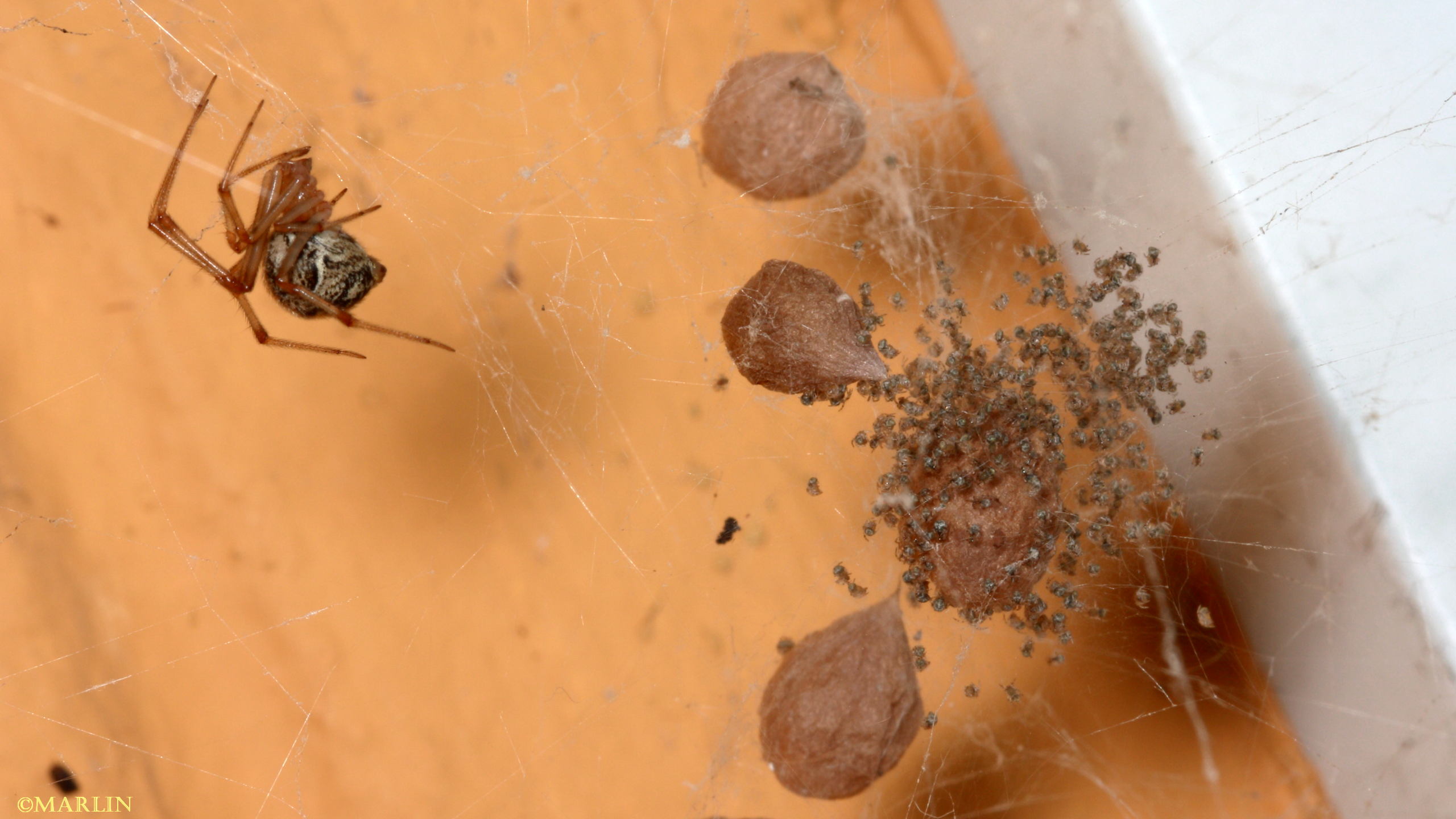 house spider egg cases and hatchlings