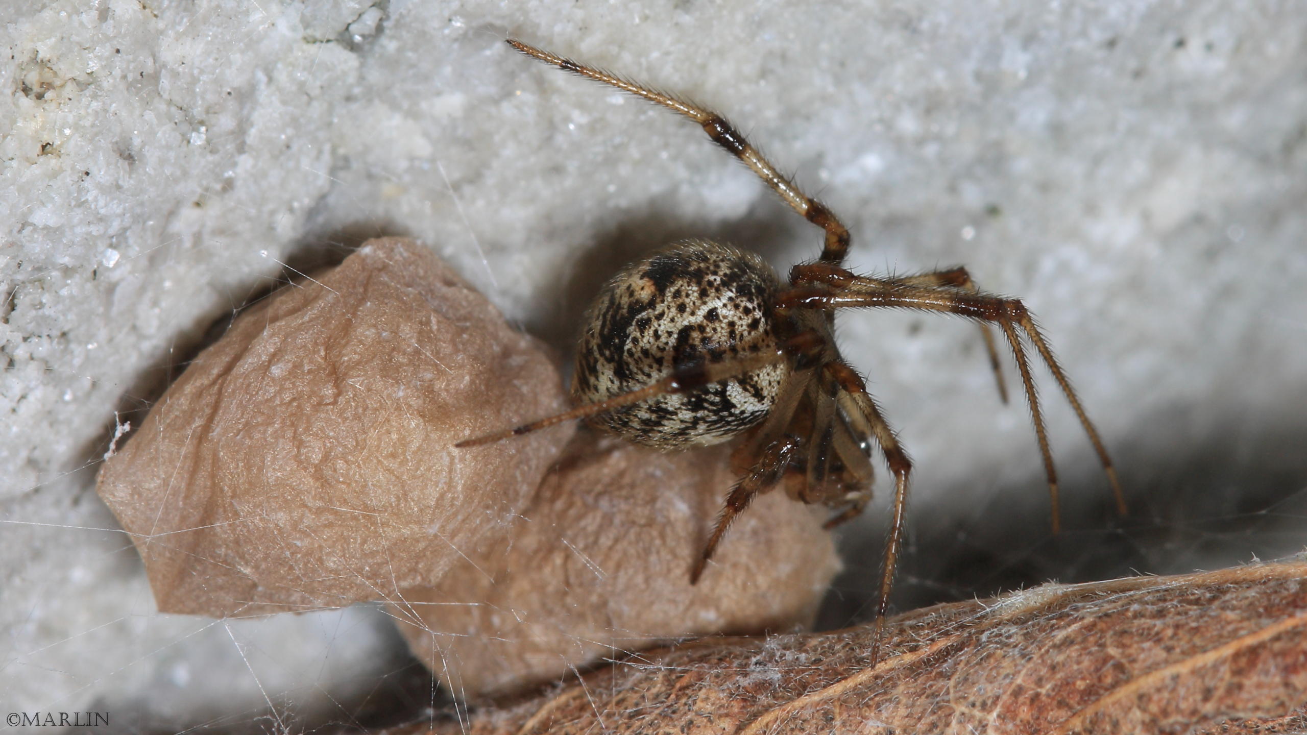 house spider with egg cases