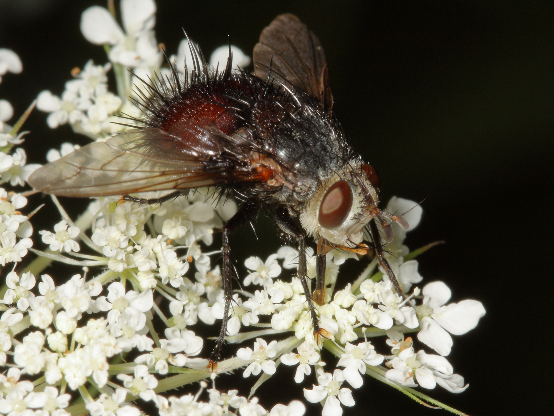 Jurinopsis tachinid fly