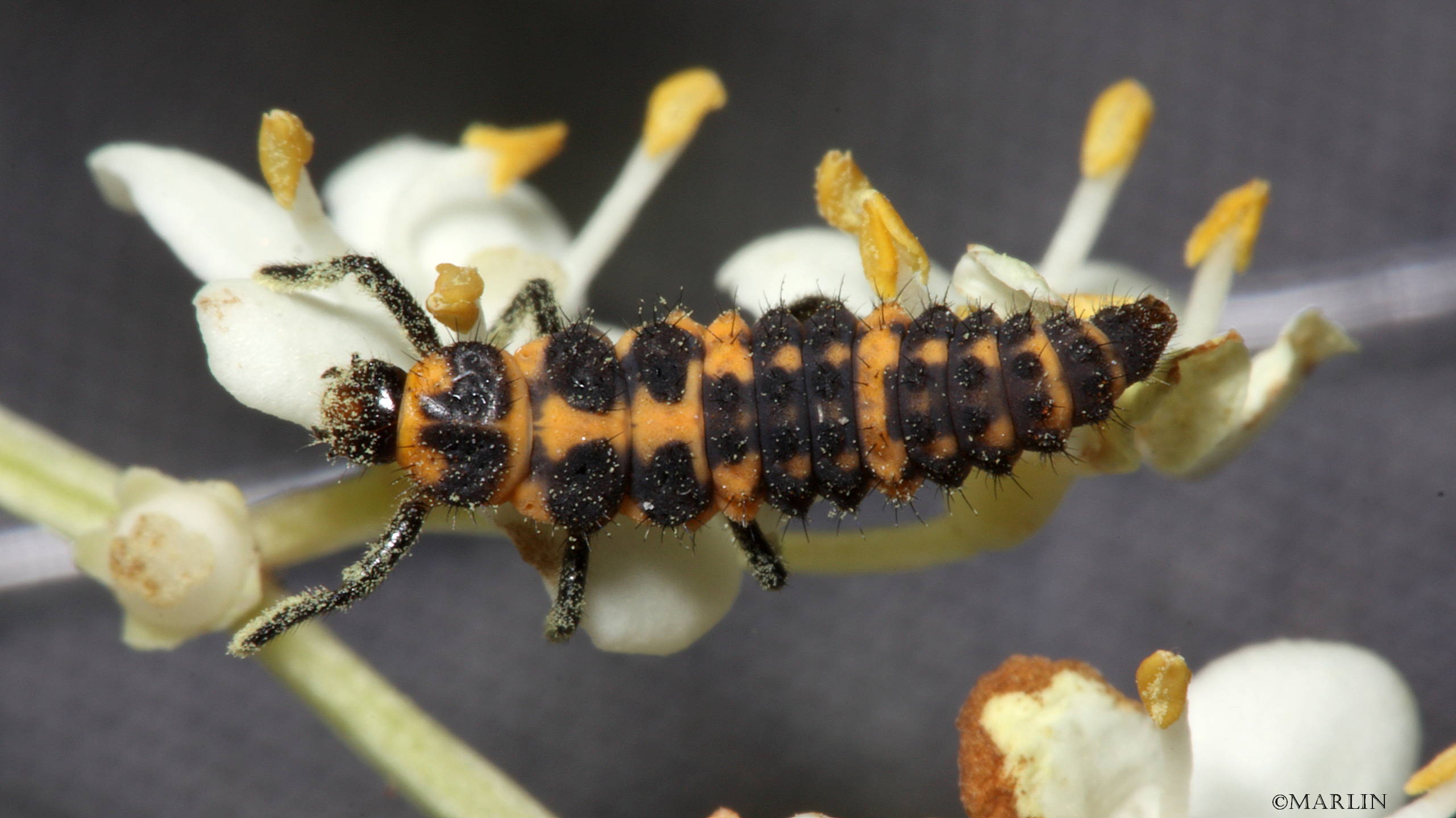 color photo lady beetle larva eating pollen