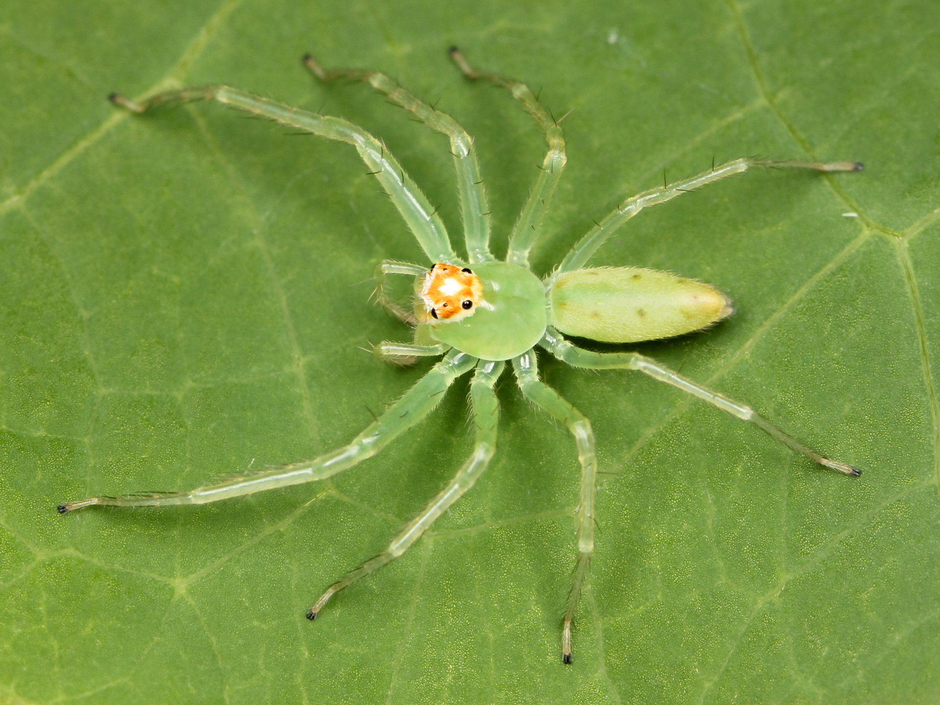 magnolia green jumper dorsal