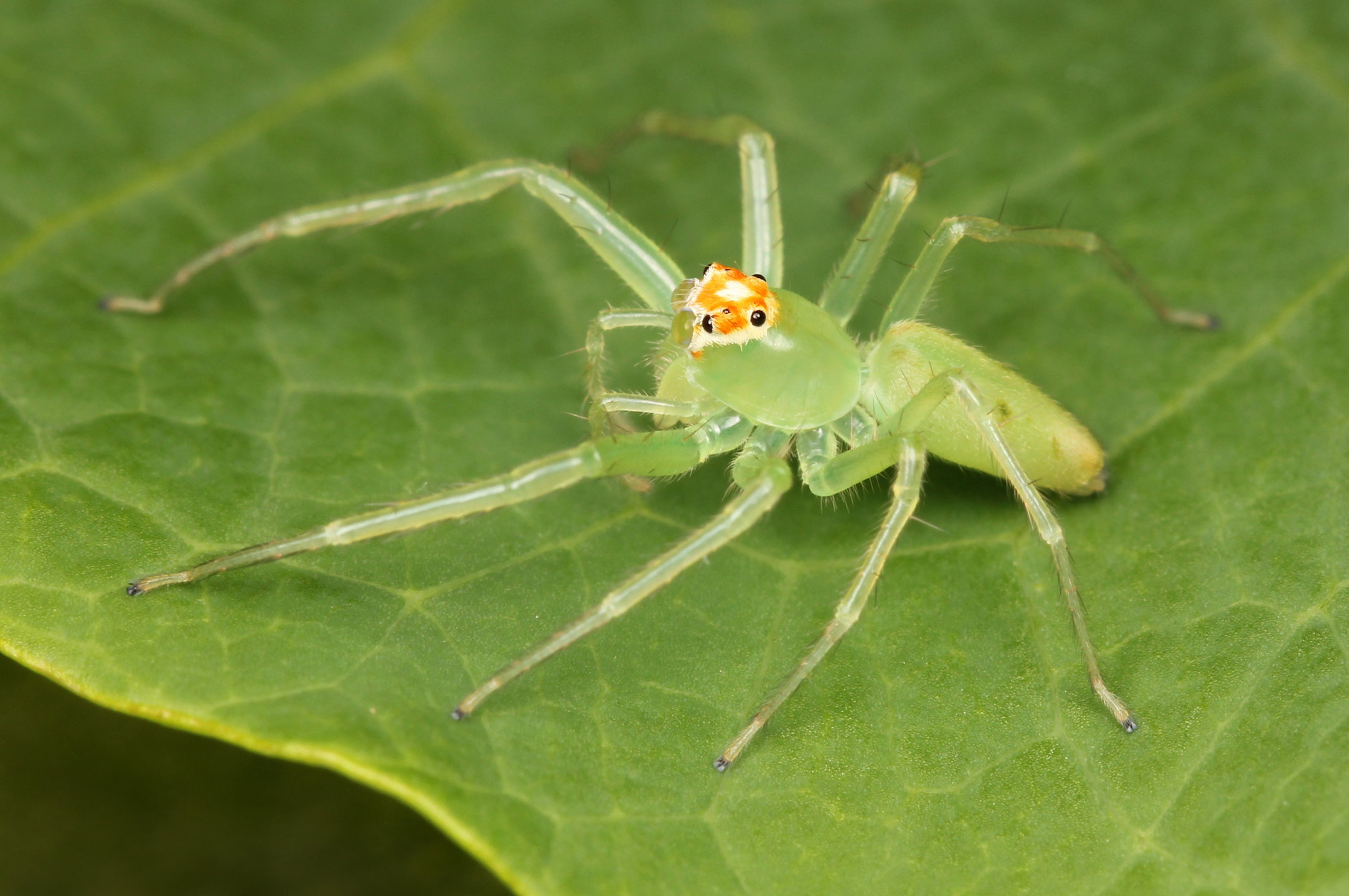 magnolia green jumper lateral