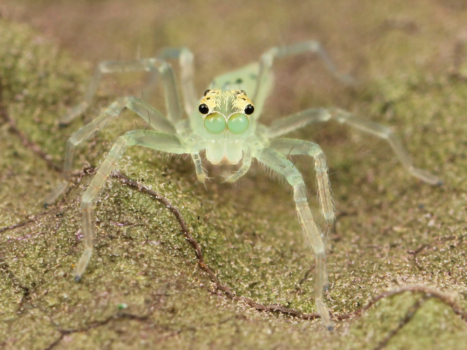 immature green jumping spider