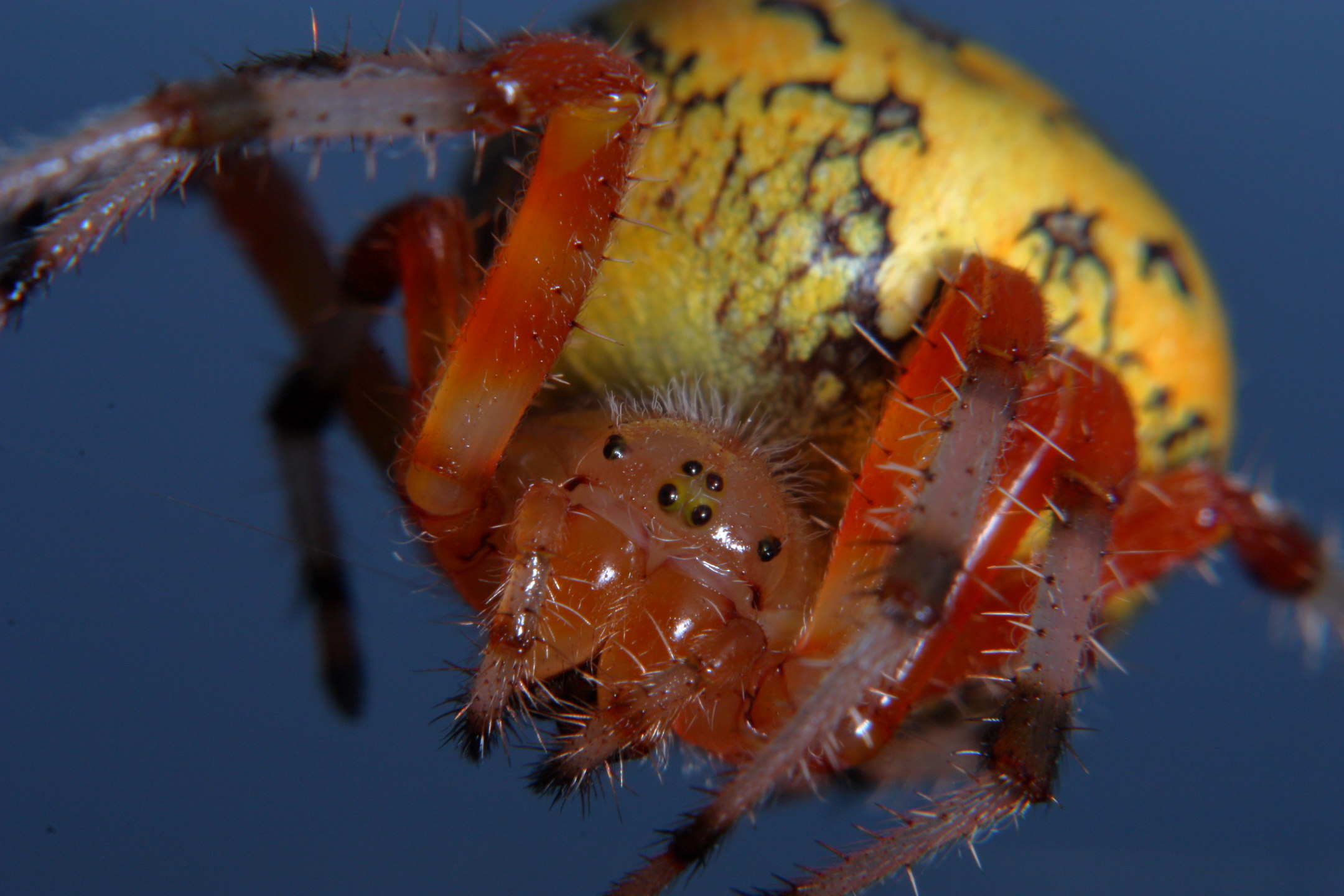 marbled orbweaver spider