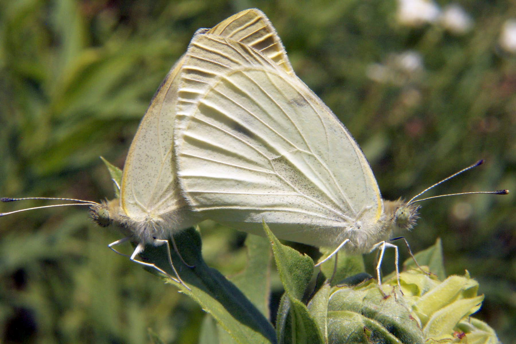 Cabbage White Butterfly - North American Insects & Spiders