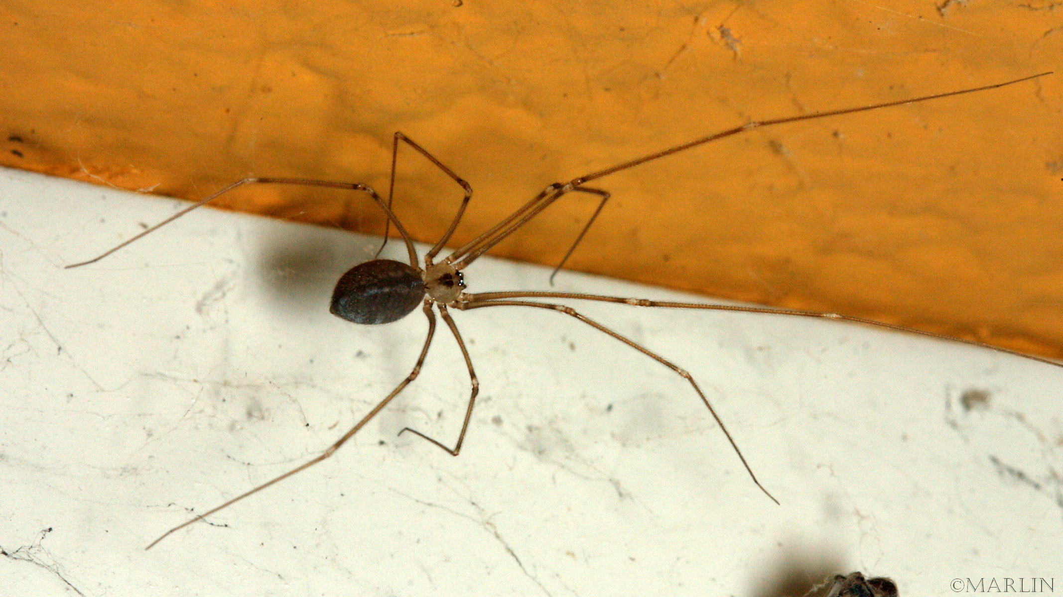 Long Body Cellar Spider Facts Verticalfity
