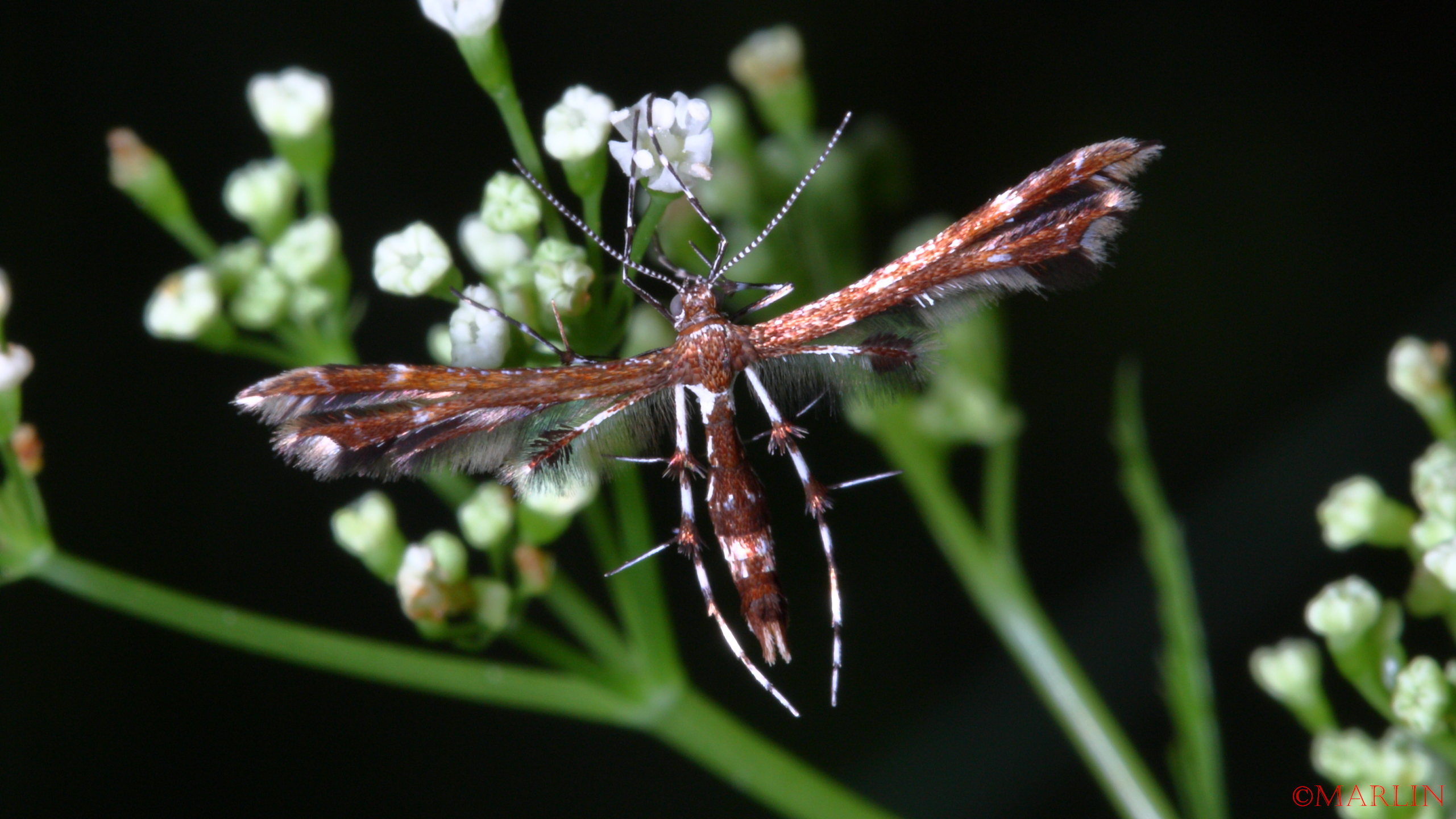 close up color photo Himmelmann's plume moth