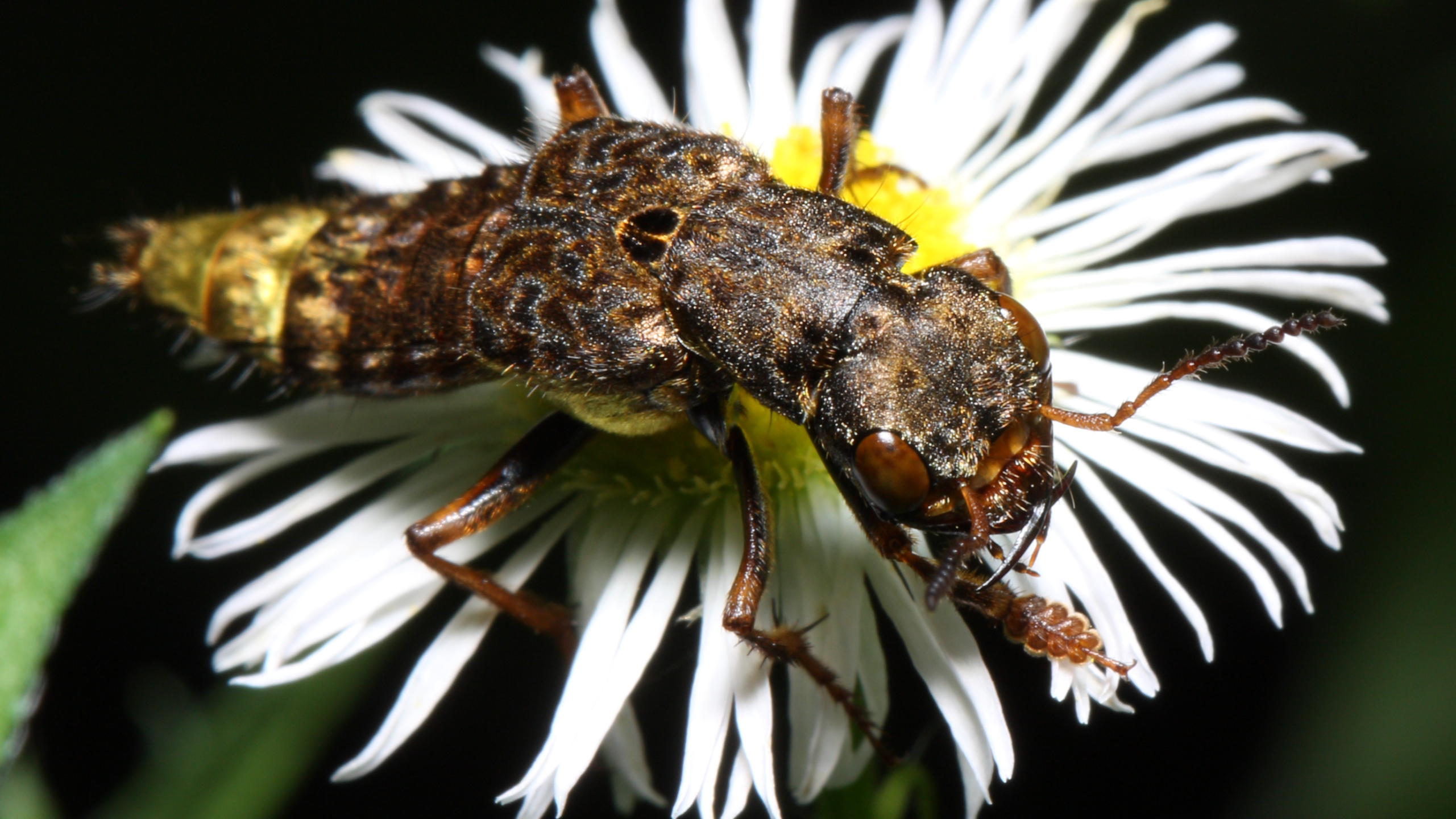 extreme close up color photograph of Gold and Brown Rove Beetle on daisy fleabane blossom dorso lateral view
