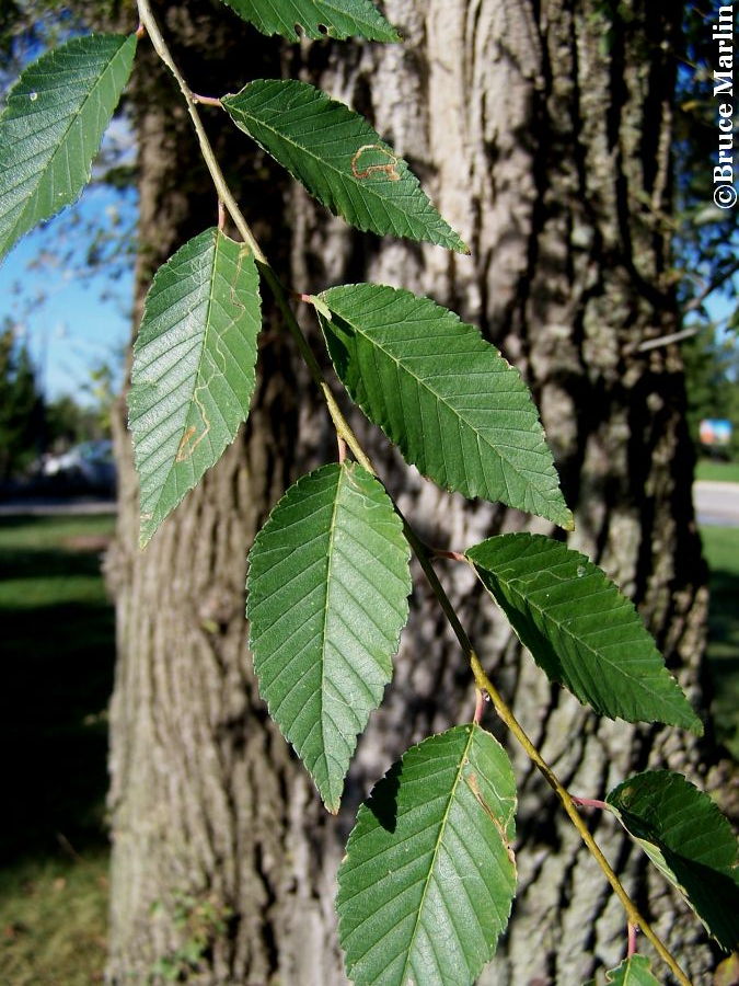 Dropmore Siberian Elm foliage and bark