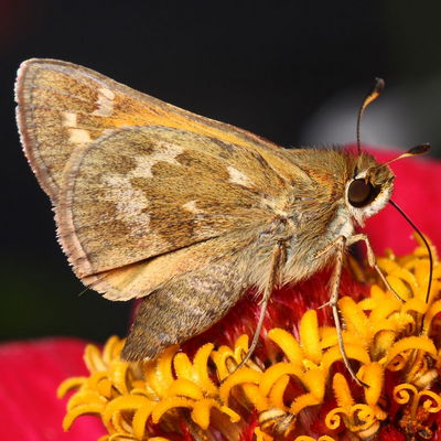Butterflies Index - North American Insects & Spiders