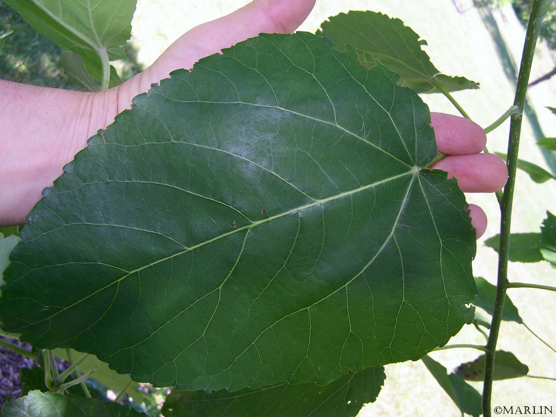 swamp cottonwood leaflet