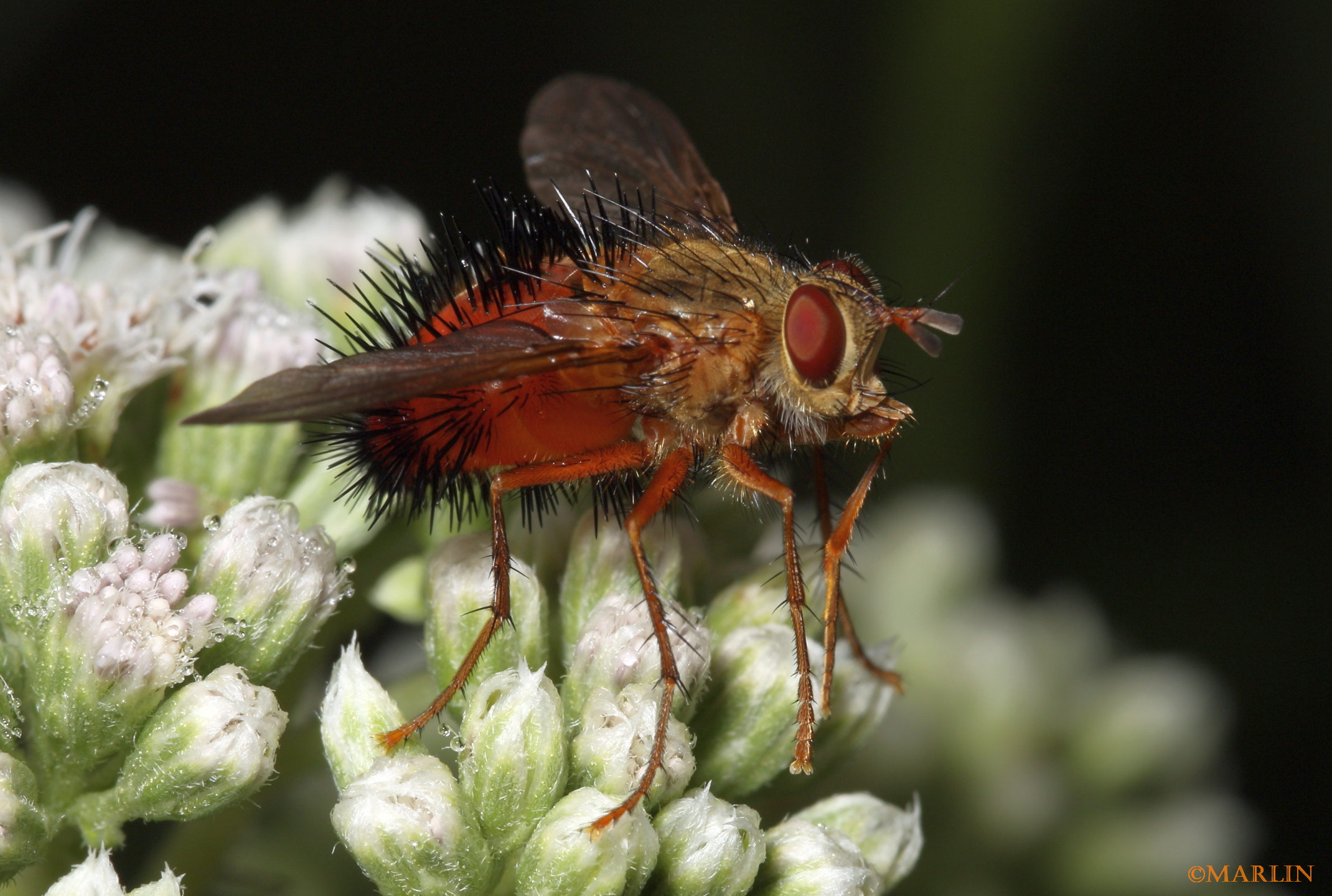 tachinid fly hystricia abrupta