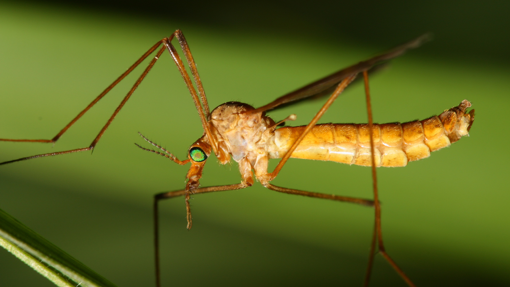 Crane Fly Tipula