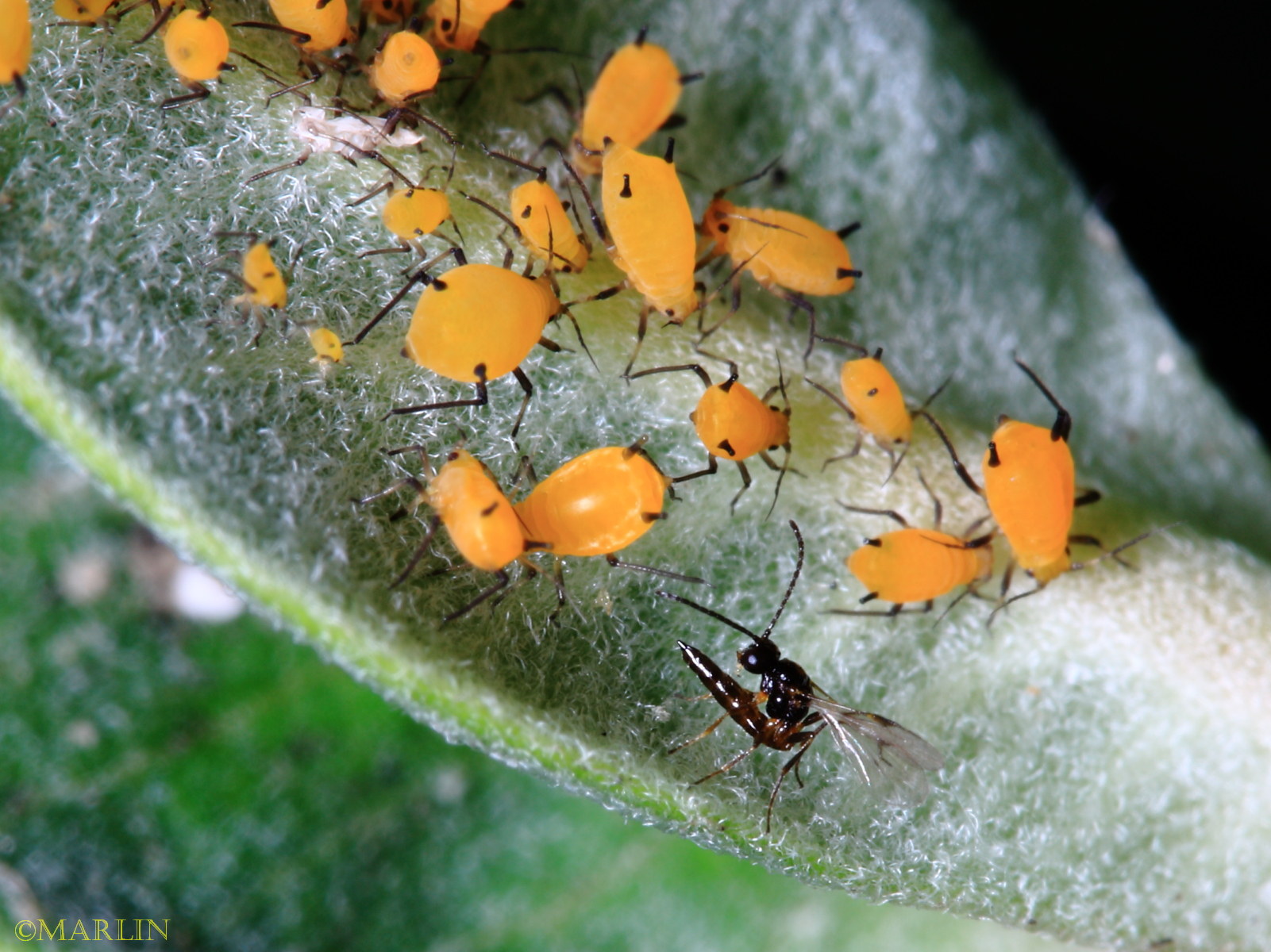 wasp vs aphids