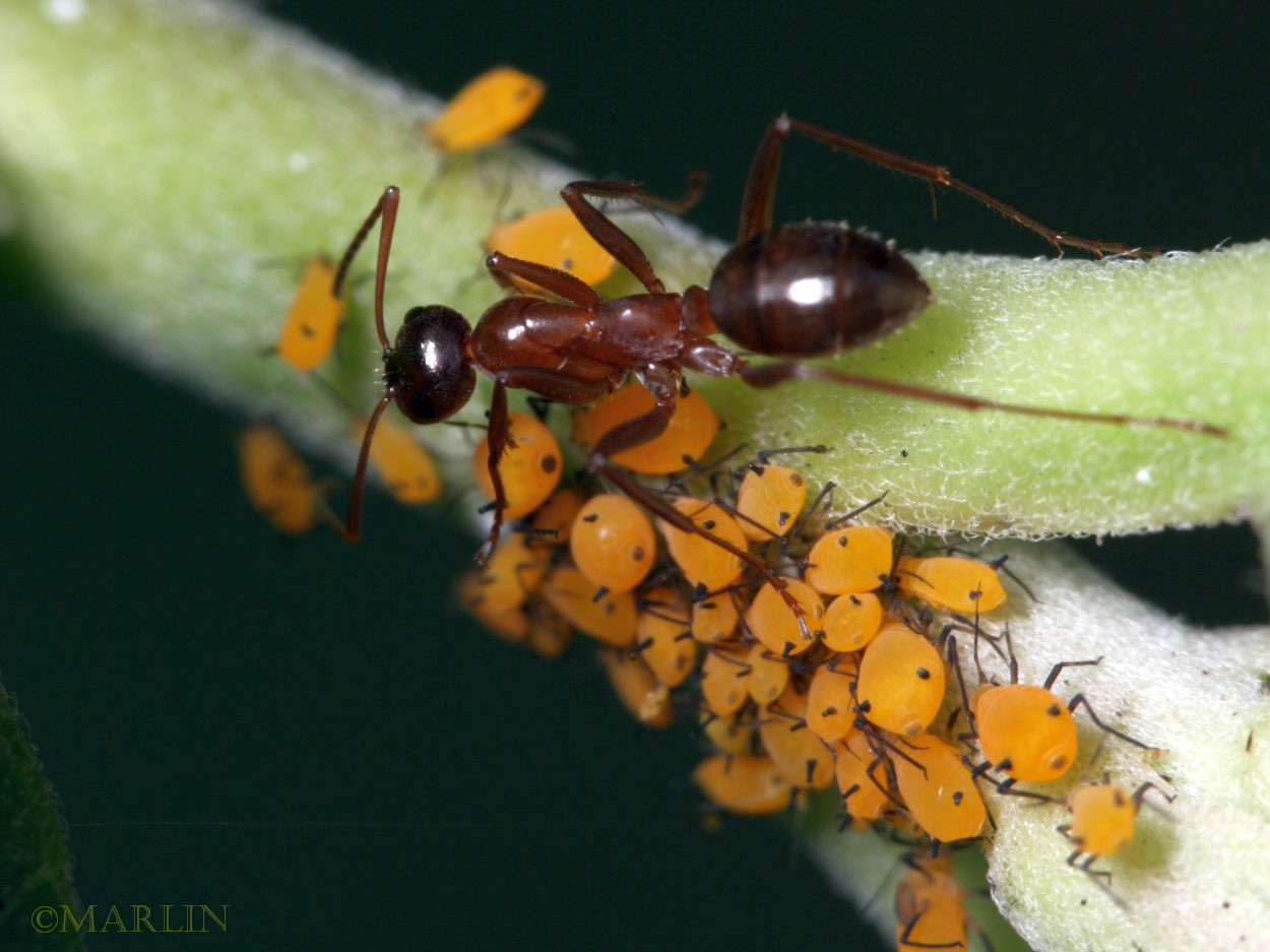 ants tend aphids