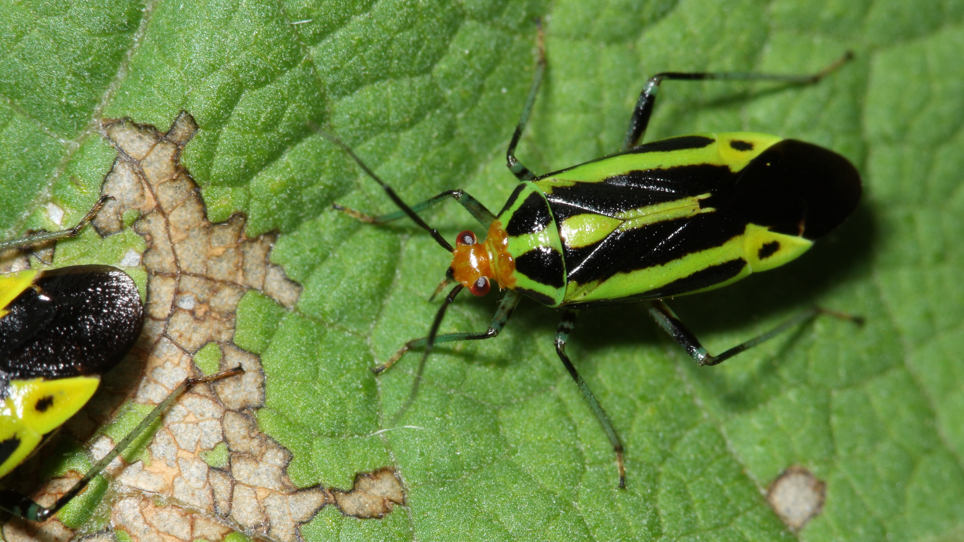 color closeup photo of Four Lined Plant Bug - Poecilocapsus lineatus