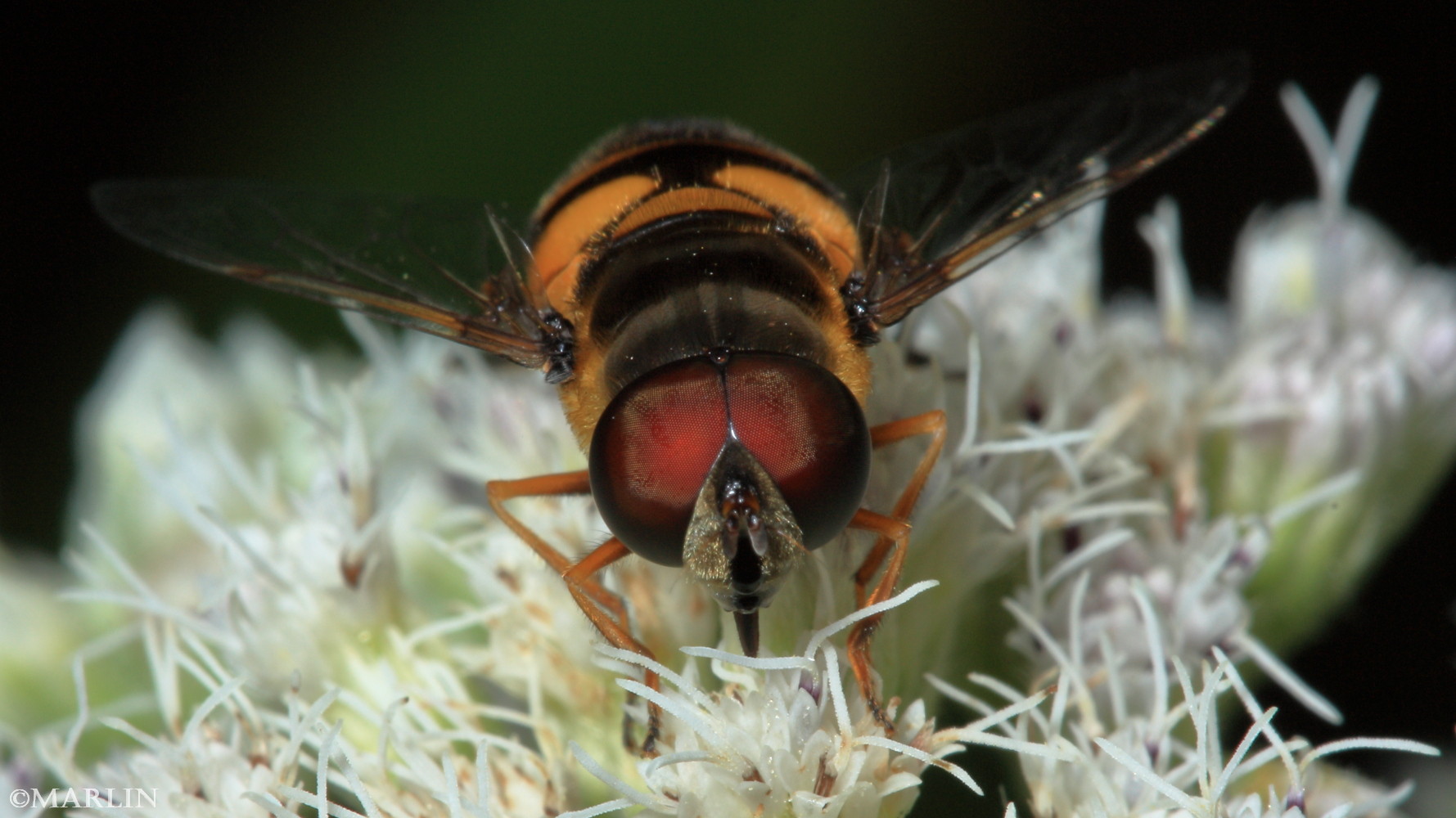 extreme close up color photo Transverse Flower Fly head and eyes detail