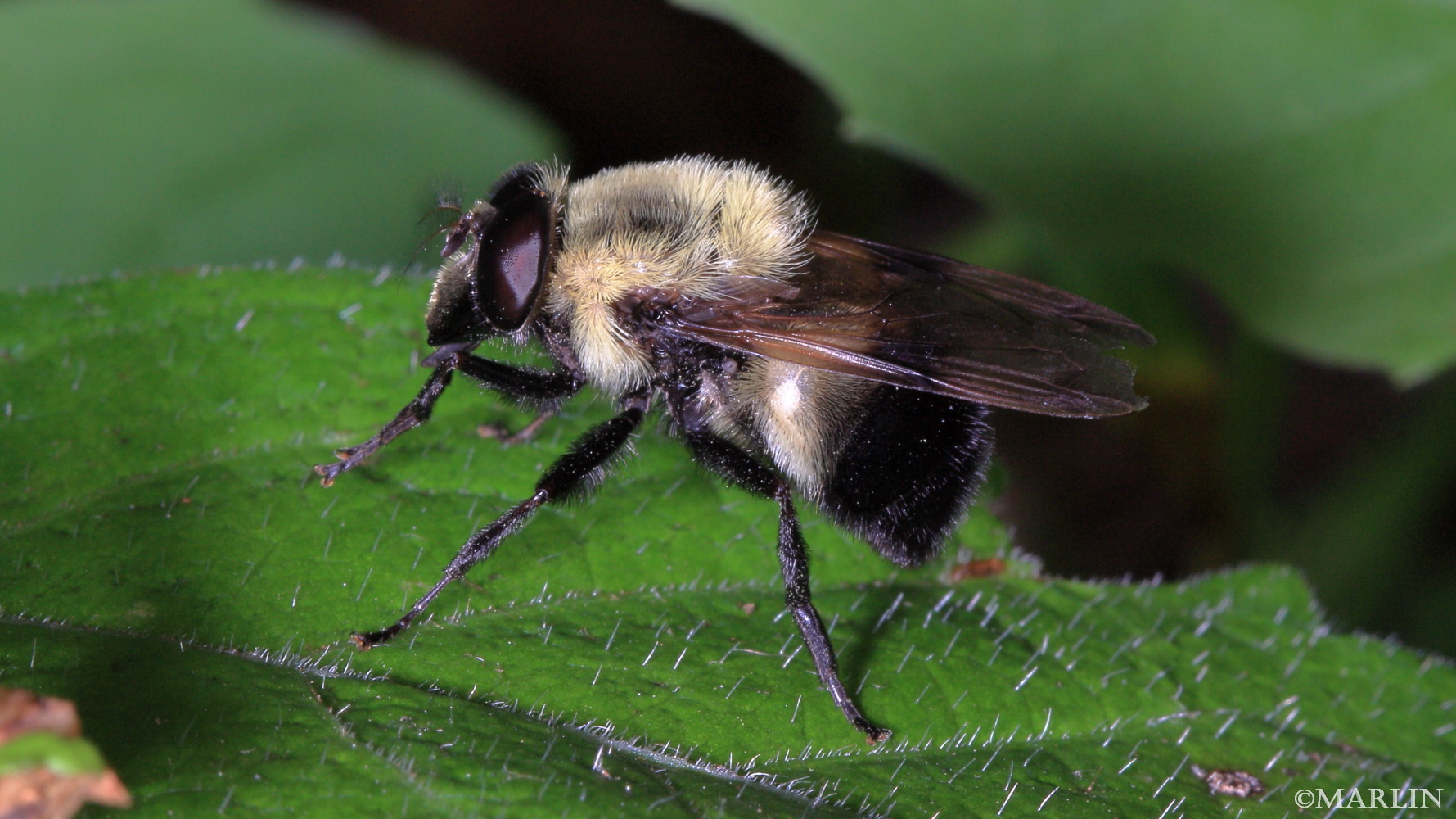 Family Syrphidae Hover Flies, Flower Flies North American Insects