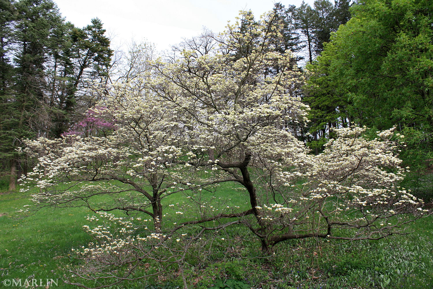 Flowering Dogwood North American