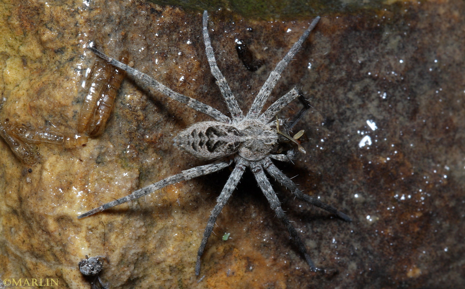 Fishing Spider - Dolomedes tenebrosus