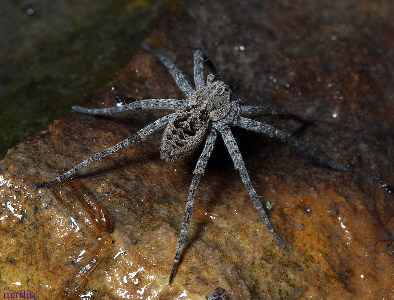 Fishing spiders big, not bad