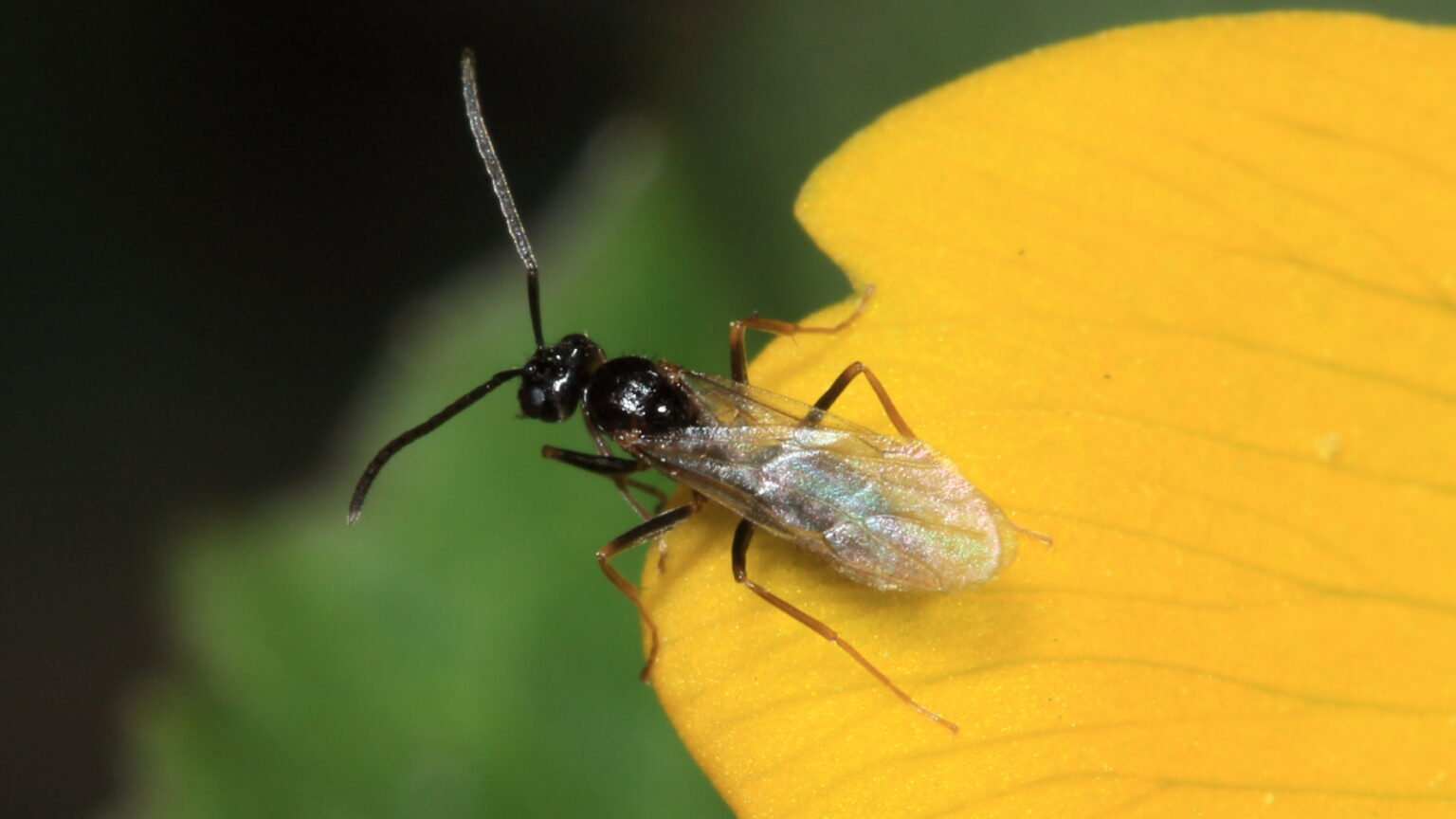 False Honey Ants North American Insects & Spiders