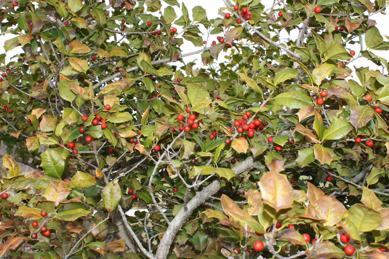 Holly foliage and berries