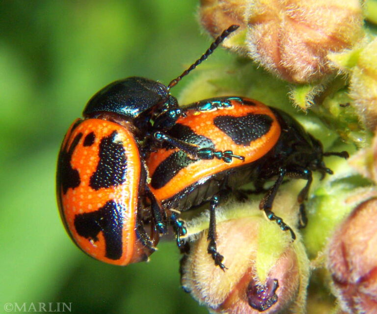 Milkweed Leaf Beetle North American Insects & Spiders