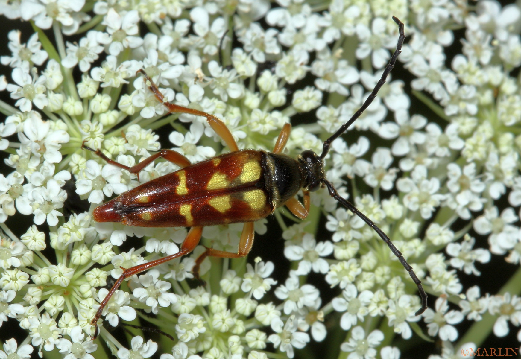 macro closeup photo of dorsal view Flower Longhorn Beetle - Typocerus velutinus