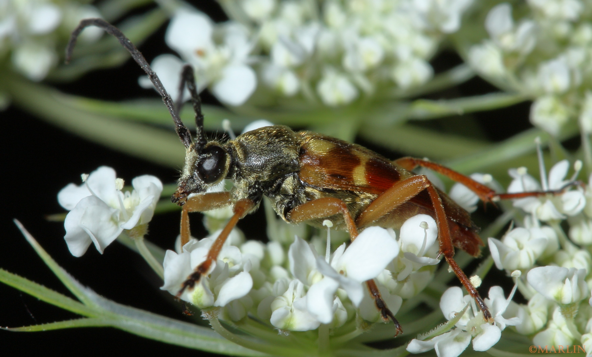 closeup photo of flower longhorn beetle lateral view: head detail
