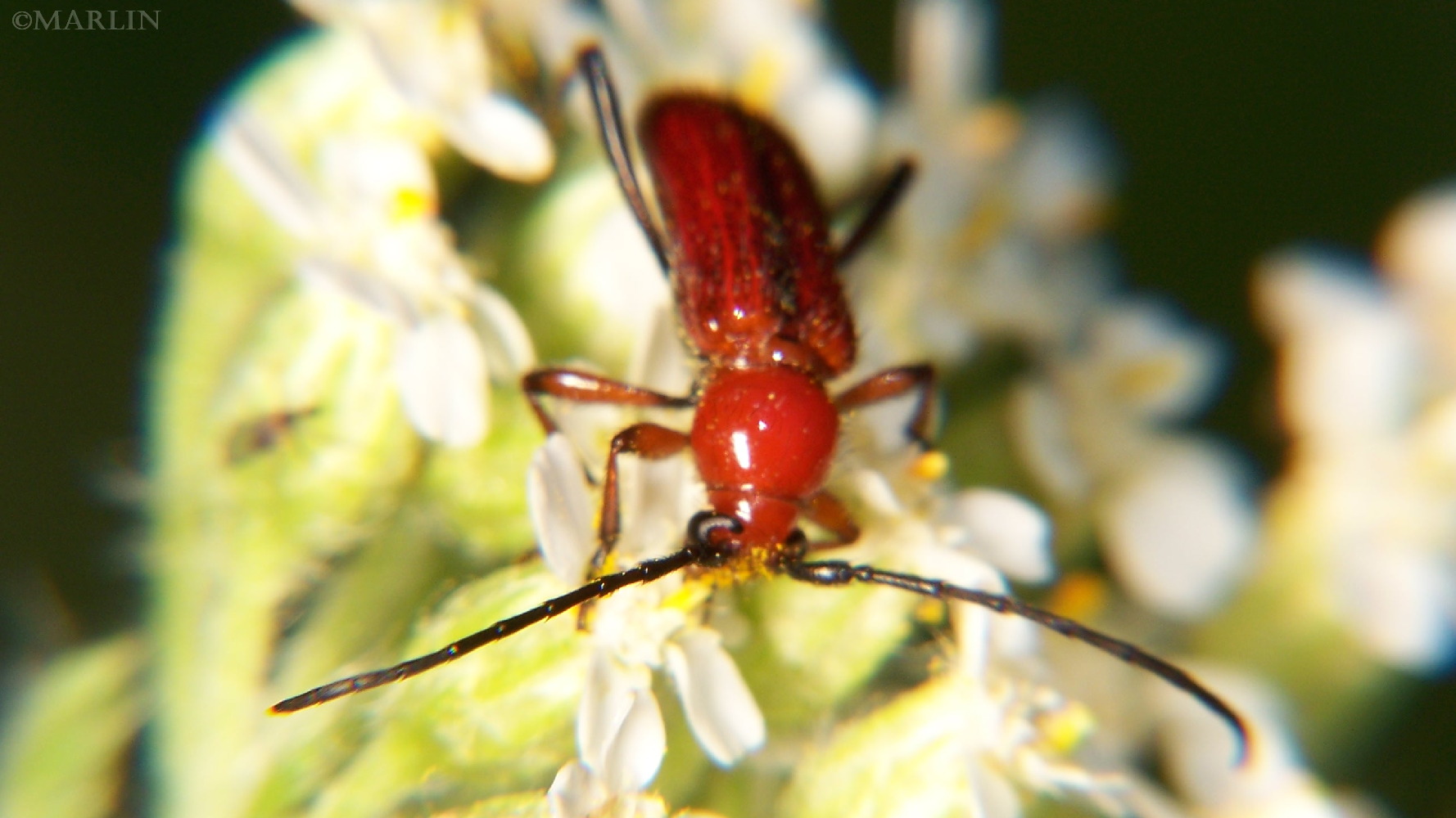Longhorned Beetle - Batyle suturalis