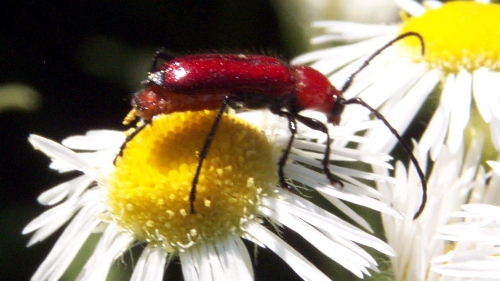 color photo Longhorned Beetle pooping pollen