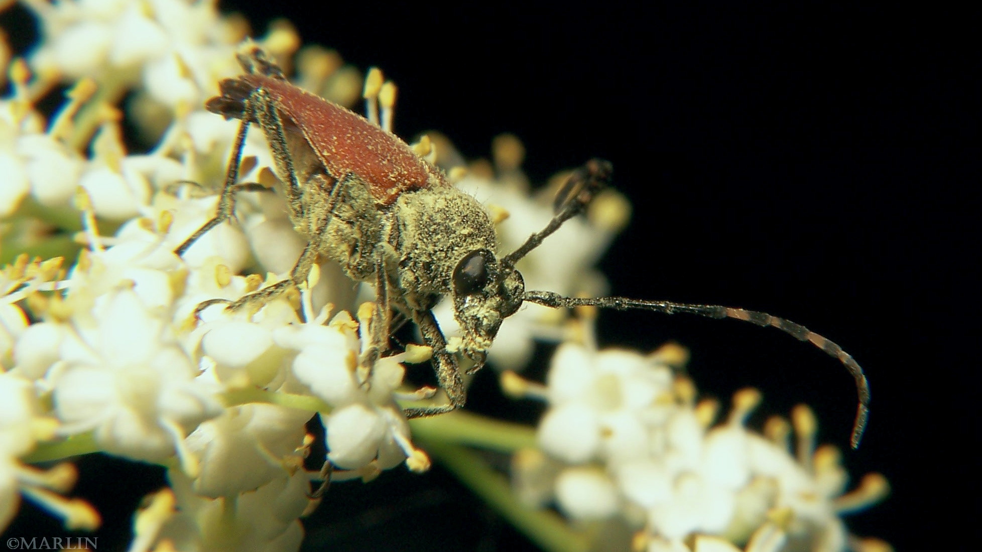 color photo Longhorn Beetle - Brachyleptura rubrica
