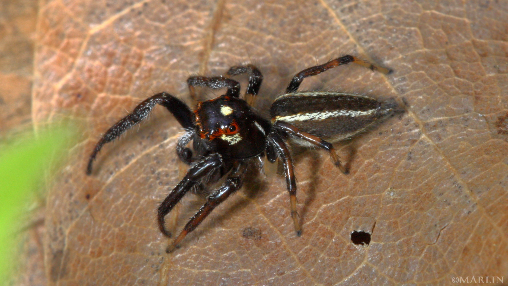 color photo Jumping Spider Colonus sylvanus