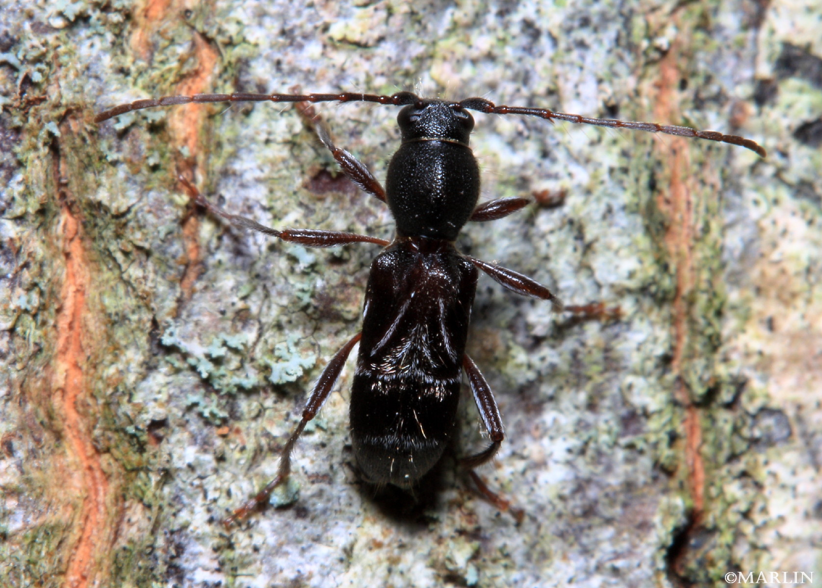 color photo Longhorned Beetle - Cyrtophorus verrucosus dorsal view