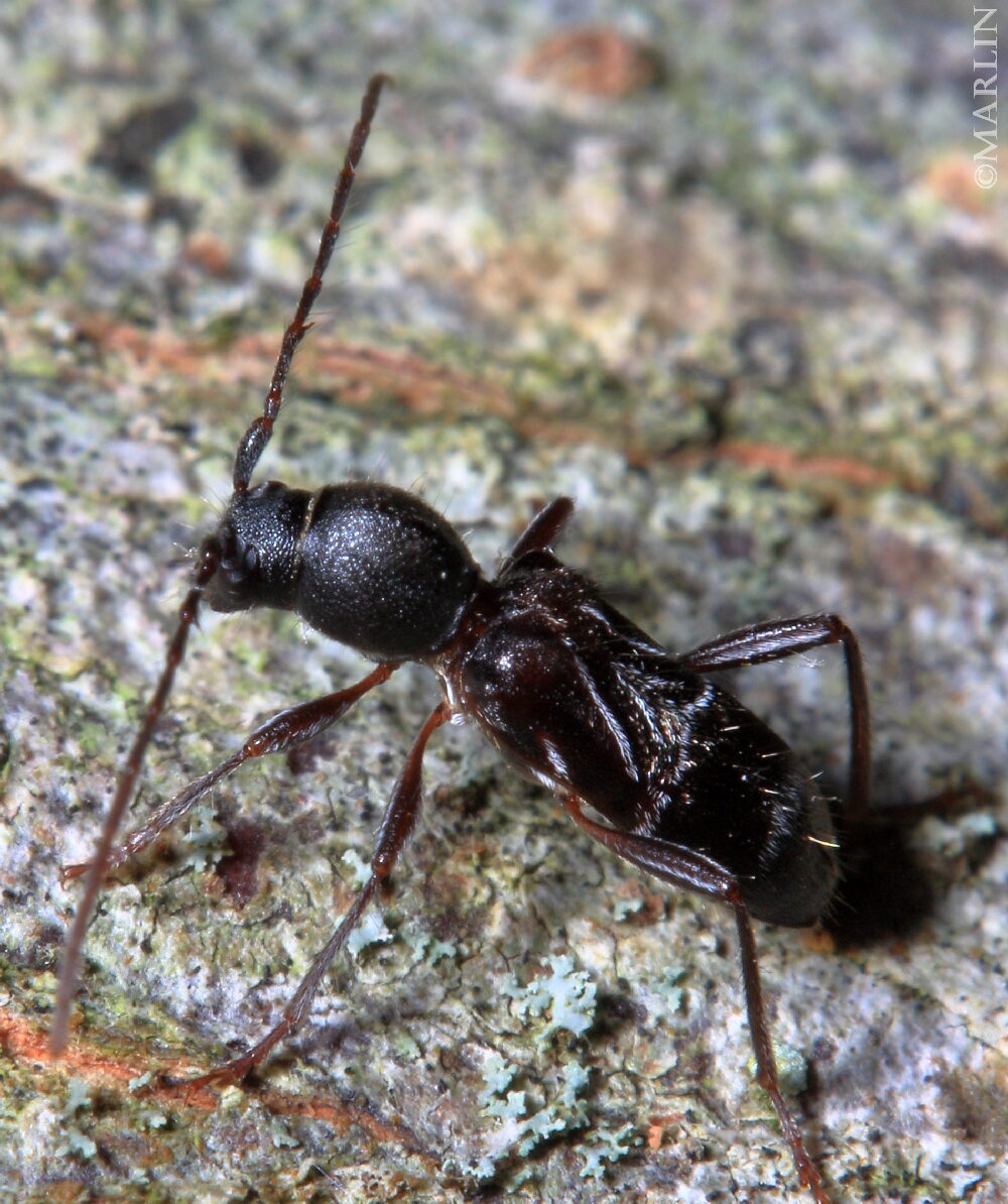 color photo Longhorned Beetle - Cyrtophorus verrucosus dorsal view