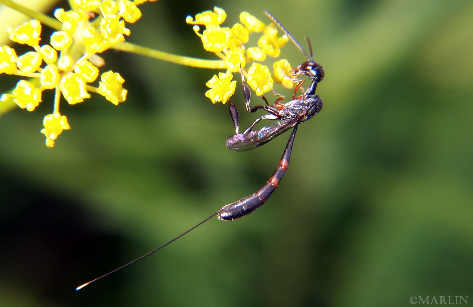 color photo: Gasteruptid Wasp - Gasteruption species