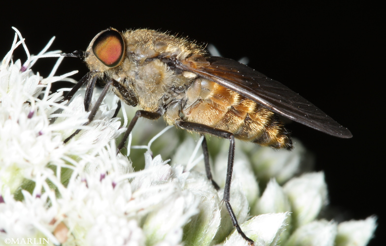 color photo Horse Fly - Stonemyia tranquilla lateral view