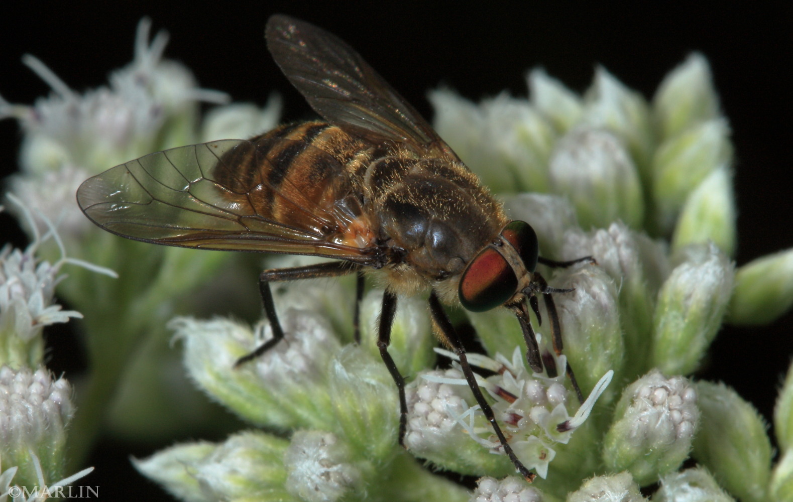 color photo Horse Fly - Stonemyia tranquilla dorso-lateral