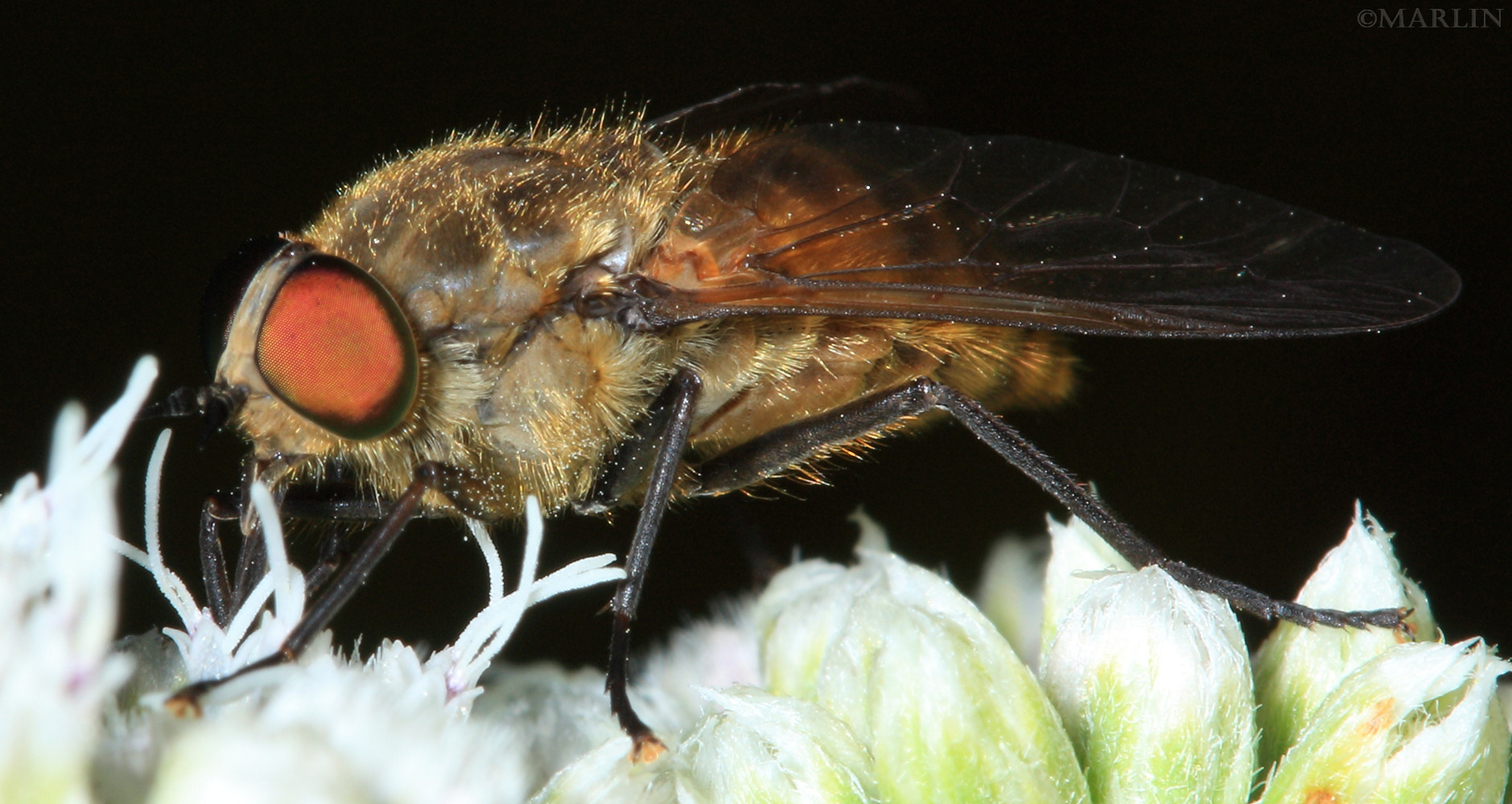 color photo Horse Fly lateral view